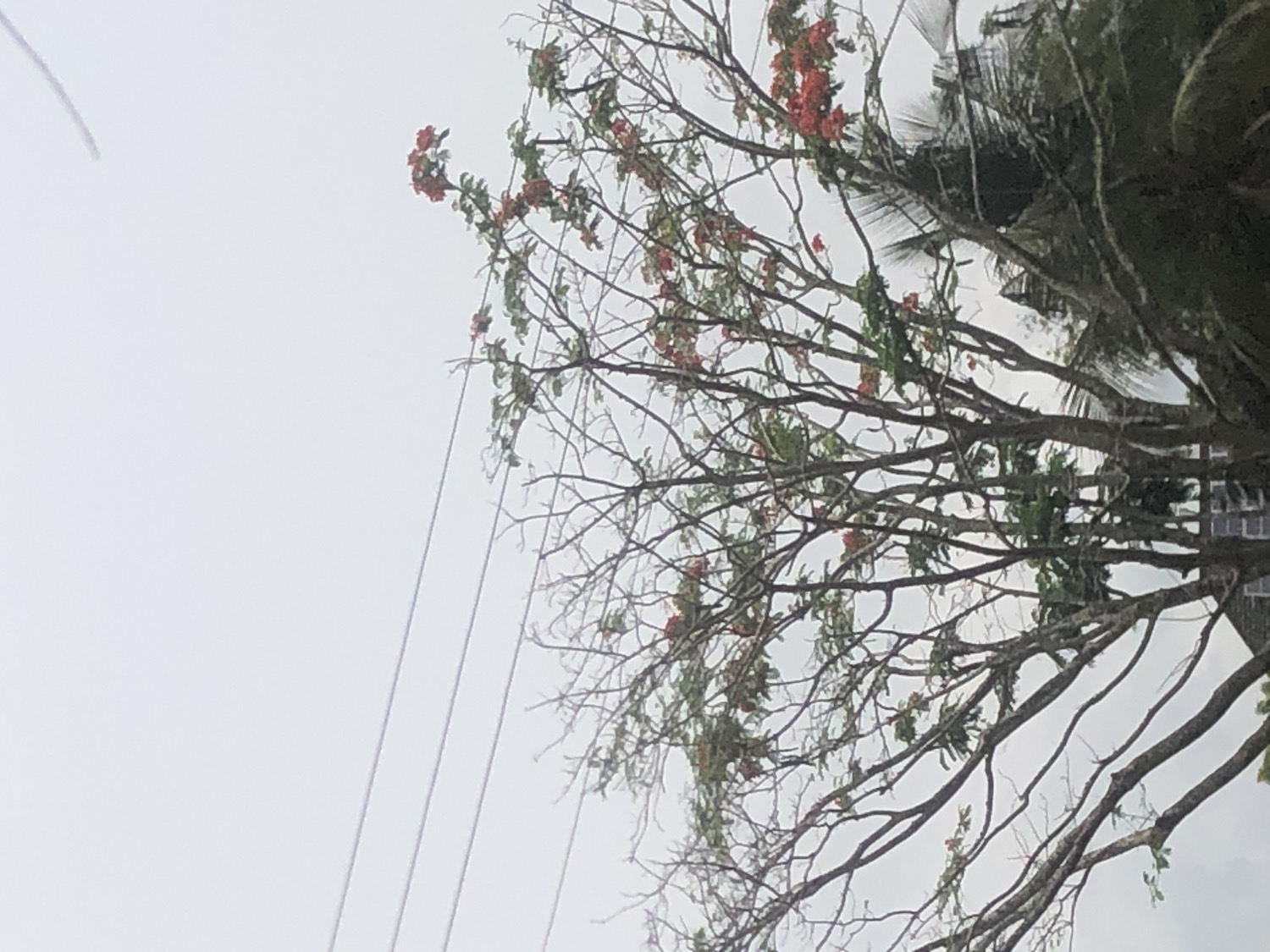 The image presents an outdoor scene with a tilted horizon, likely in Onitsha, Nigeria, under an overcast sky. The central and right portions of the frame are dominated by a large, mature tree featuring an intricate network of dark, gnarled branches. While many branches appear bare, clusters of small, vibrant red flowers and some green leaves are interspersed throughout its canopy, suggesting it is either in bloom or a specific seasonal phase.
Behind and to the far right of this prominent tree, portions of what appears to be a palm tree with dark, fan-like fronds are visible, along with other dense green foliage and indistinct dark shapes, possibly parts of buildings or structures glimpsed through the branches. The sky, occupying a significant portion of the left and upper frame, is uniformly bright and light gray, indicating overcast daytime conditions.
Several thin, dark, parallel lines, likely utility wires, traverse the upper left quadrant of the image, extending diagonally downwards towards the center. An additional faint, arced line is barely visible at the extreme top-left corner. No people, specific activities, or visible text are present. The image conveys a sense of a quiet, natural urban or semi-urban landscape on a cloudy day.