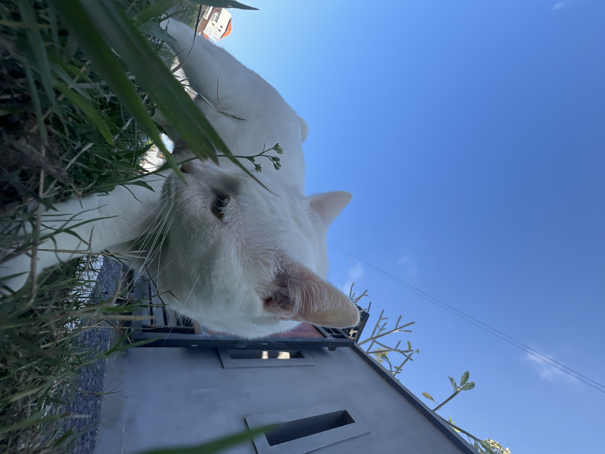 A low-angle medium shot captures a white cat amidst grass and foliage, with a clear blue sky overhead. To the right, a grey structure with rectangular openings is visible, possibly part of a building or fence. In the background, a building with an orange roof suggests an urban or suburban setting. The cat is positioned in the foreground, its head turned towards the right, with its body extending towards the left. The perspective emphasizes the cat's presence in its environment, highlighting details of its fur and whiskers. The image appears to be taken in an outdoor setting, likely in the city of Sukawati, Indonesia, given the architectural style and foliage.