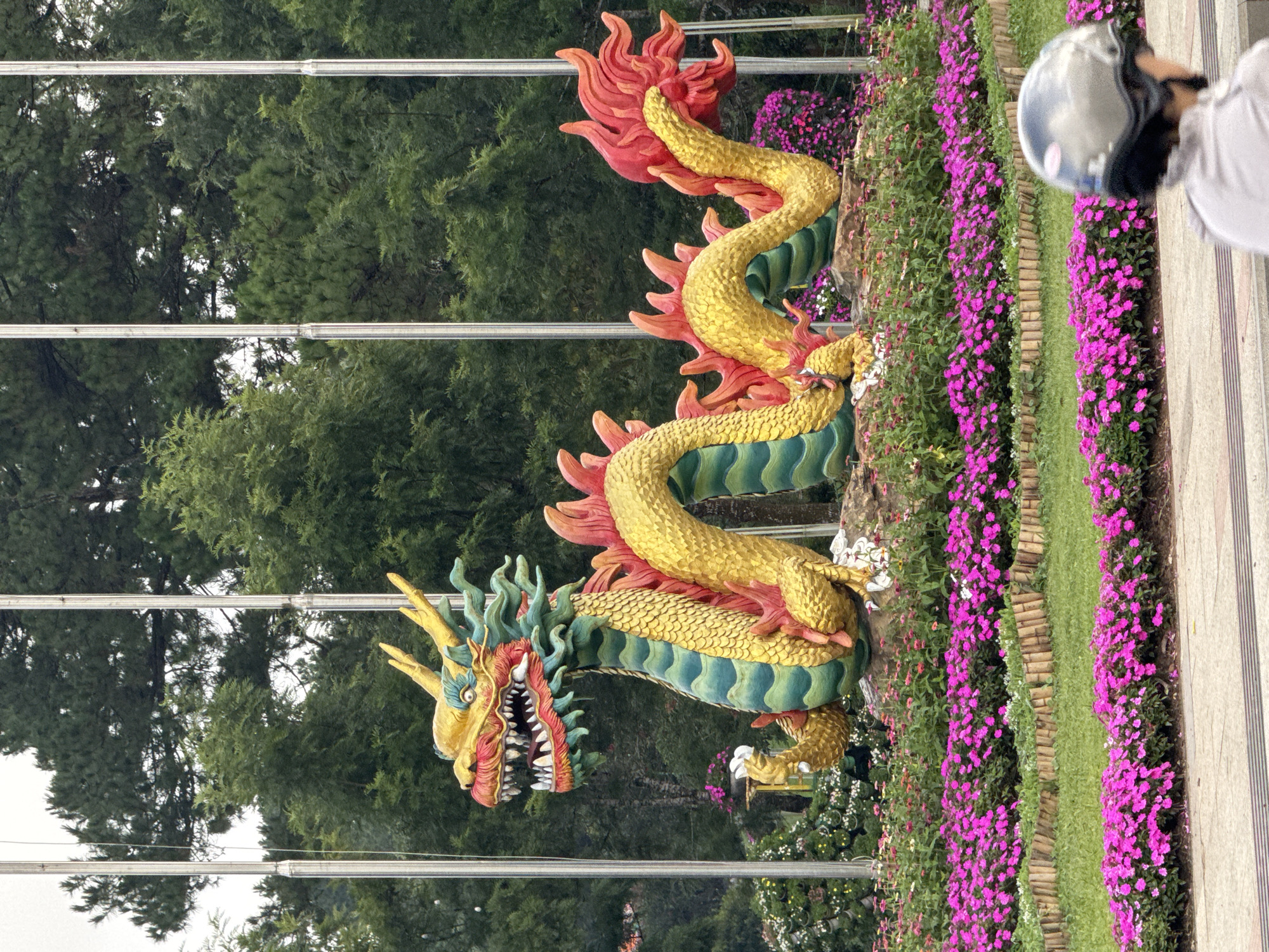 A large, colorful dragon sculpture is the central focus of this scene. The dragon is predominantly gold and green, with red accents on its spikes and mane. It is coiled around a rocky base, surrounded by lush green grass and a vibrant display of pink flowers arranged in neat rows. In the background, tall trees form a dense canopy, with several tall, slender poles visible between them, possibly flagpoles. The sky is overcast and bright. In the foreground, a person wearing a helmet and a light-colored jacket is partially visible from behind, seated on what appears to be a vehicle, suggesting movement through the area. The scene is set in Phường Xuân Hương, Đà Lạt, Vietnam.
