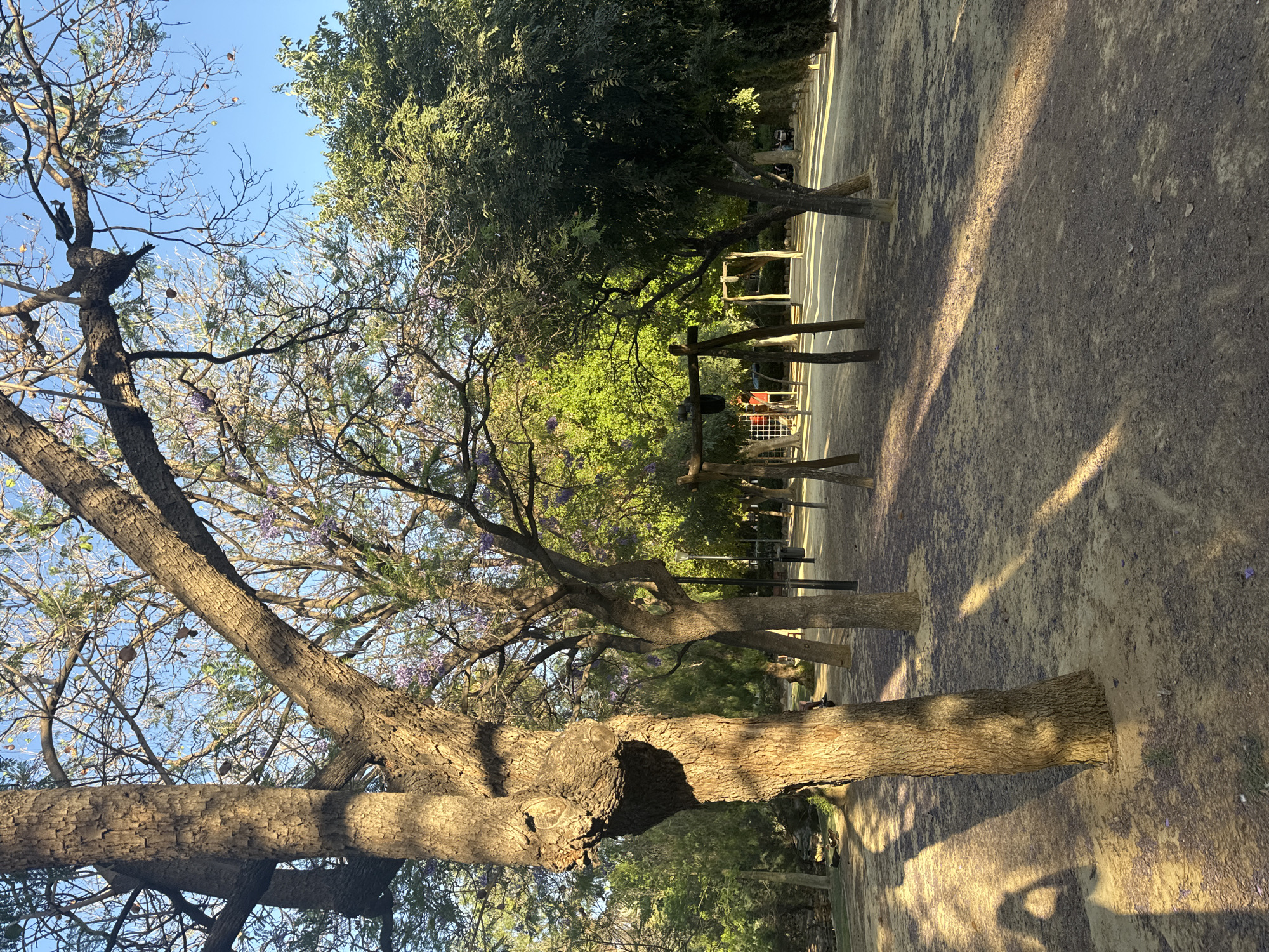 This image depicts a park scene in Murcia, Spain, likely during the late afternoon or early evening, given the long shadows and golden sunlight. In the foreground, a large tree trunk with textured bark dominates the left side of the frame, casting a distinct shadow across the sandy ground. The ground itself is covered with loose dirt and scattered purple flowers, suggesting the presence of blooming jacaranda trees.
In the background, a children's playground area is visible, featuring wooden swings and climbing structures. Several trees with lighter bark and some with purple blossoms are interspersed throughout the park. The overall environment is a tranquil outdoor space with a clear blue sky overhead.