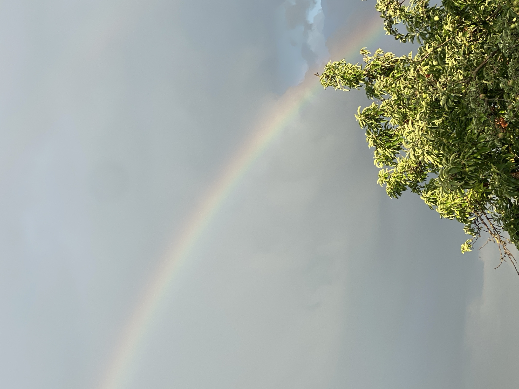 A rainbow arcs across a cloudy sky in Cairaclia, Moldova. The sky is a mix of light gray and darker, ominous clouds. The rainbow, with its distinct bands of color, begins in the upper left quadrant and stretches diagonally towards the lower right. In the foreground, the upper branches of a lush green tree, possibly an apple tree with small green fruits visible, are illuminated by sunlight. The foliage is dense, with leaves appearing bright green, catching the light. The overall scene captures a moment of natural beauty after a potential rain shower, set against a dramatic sky.