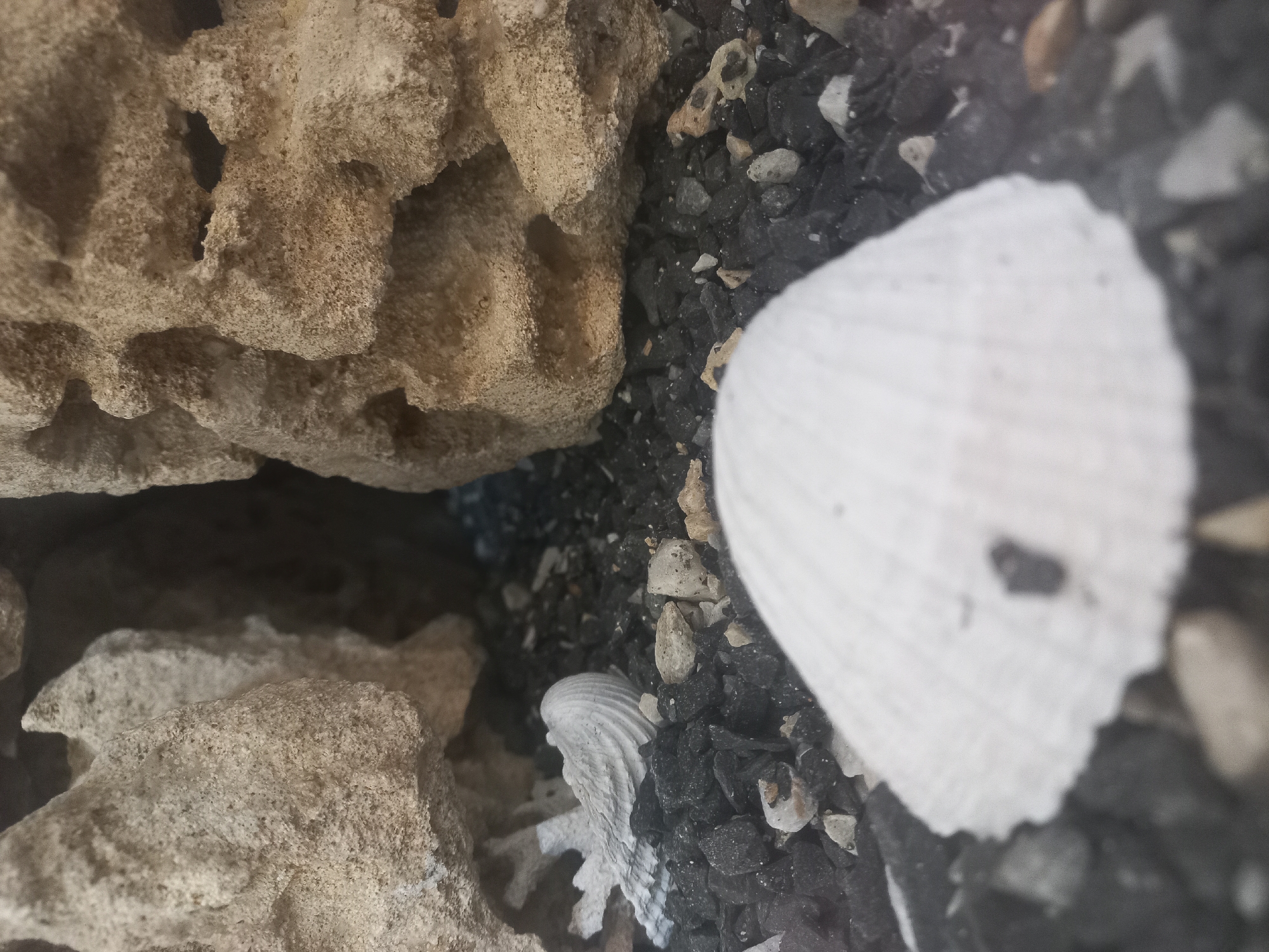 A close-up shot shows a collection of objects: porous tan rocks, a large white seashell, a smaller white seashell, and dark, gravel-like material. The scene is composed of inorganic materials, predominantly geological and marine in origin. The location is indeterminable from the visual data.