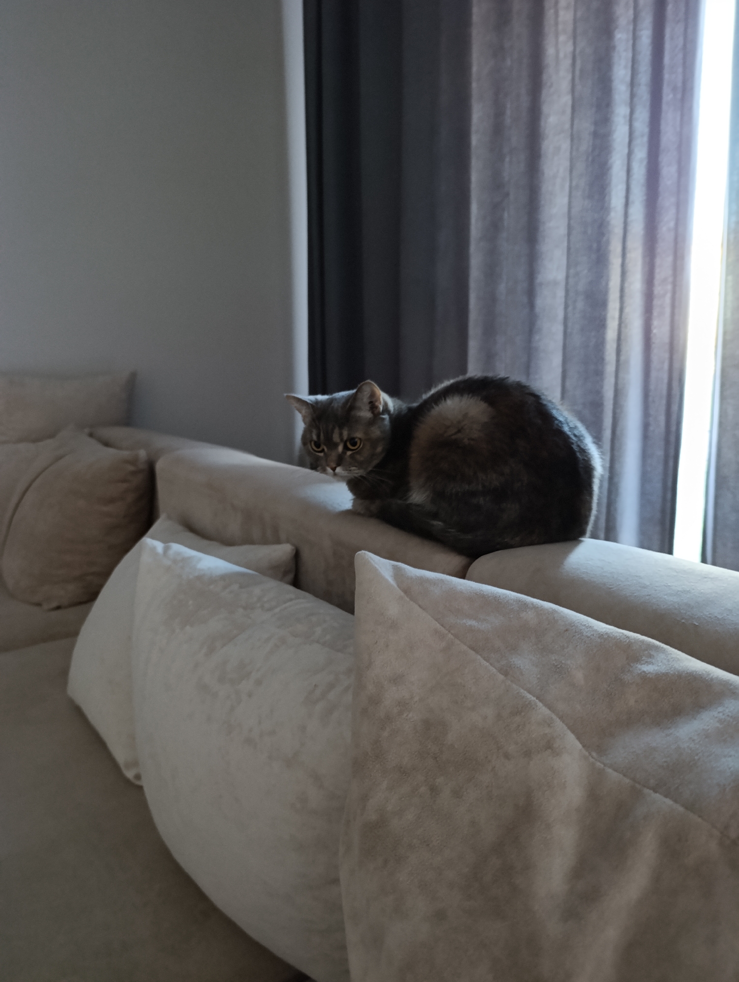 A gray tabby cat is perched on the back of a beige sofa in a room in Chaikovsky, Russia. The sofa has several large, soft cushions. Gray curtains are behind the sofa, with a window visible on the right, letting in light. A gray wall is partially visible on the left.