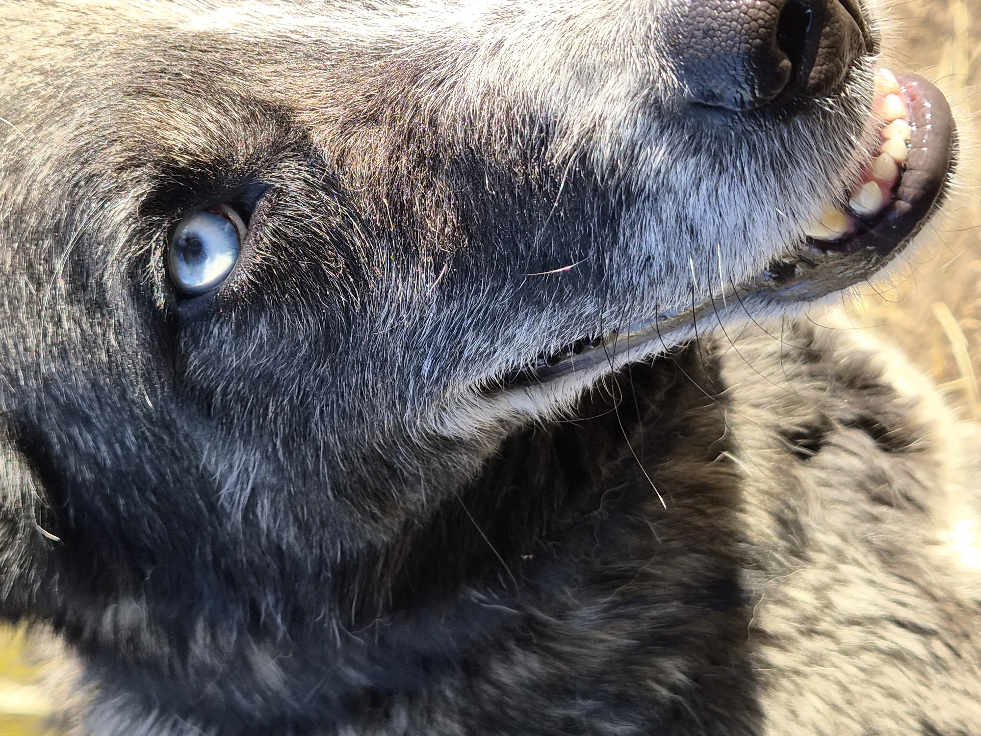 A close-up of a gray dog's face with a bright blue eye. The dog's mouth is slightly open, revealing teeth, and its tongue is visible. The dog has long, gray fur. The background is blurred and indistinct. The location is not evident from the image.