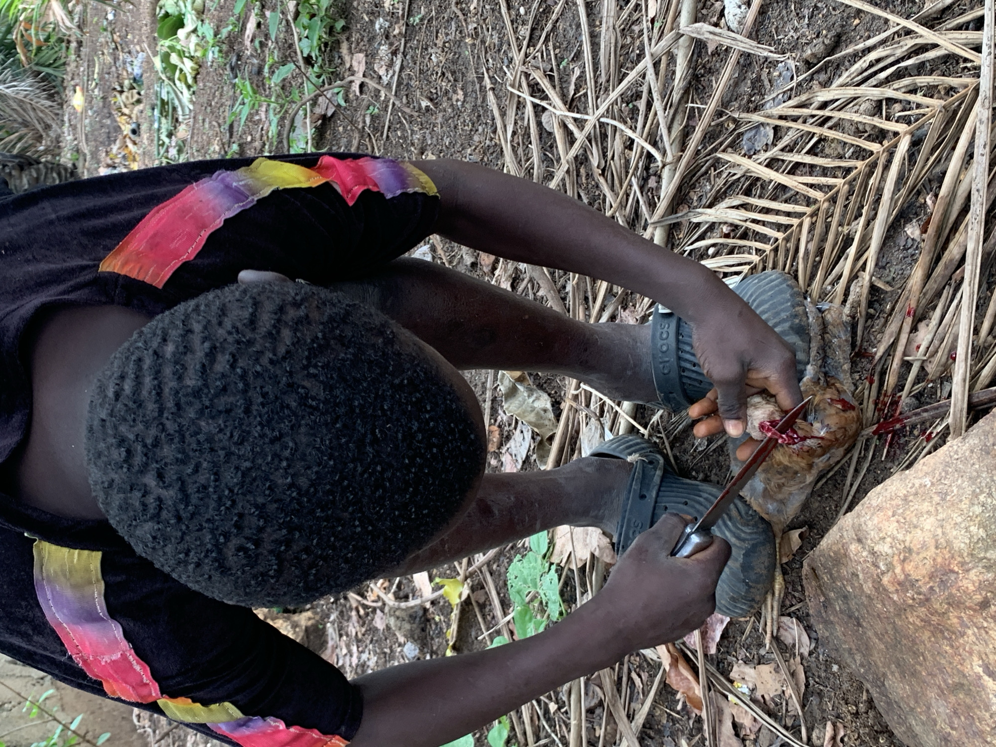 A high-angle, medium shot shows a person butchering a chicken outdoors. The individual, likely a child or young adult, has dark skin, short curly hair, and wears a black long-sleeved shirt with rainbow-colored bands. They are crouched over a dead chicken, using a knife to cut it open. Blood is visible on the chicken and the surrounding ground, which is covered with dry leaves, dirt, and some green vegetation. The person wears black Crocs shoes. A large rock sits to the right of the chicken. The scene is located in a rural setting, possibly on the outskirts of Akwanga, Nigeria, based on the prompt.