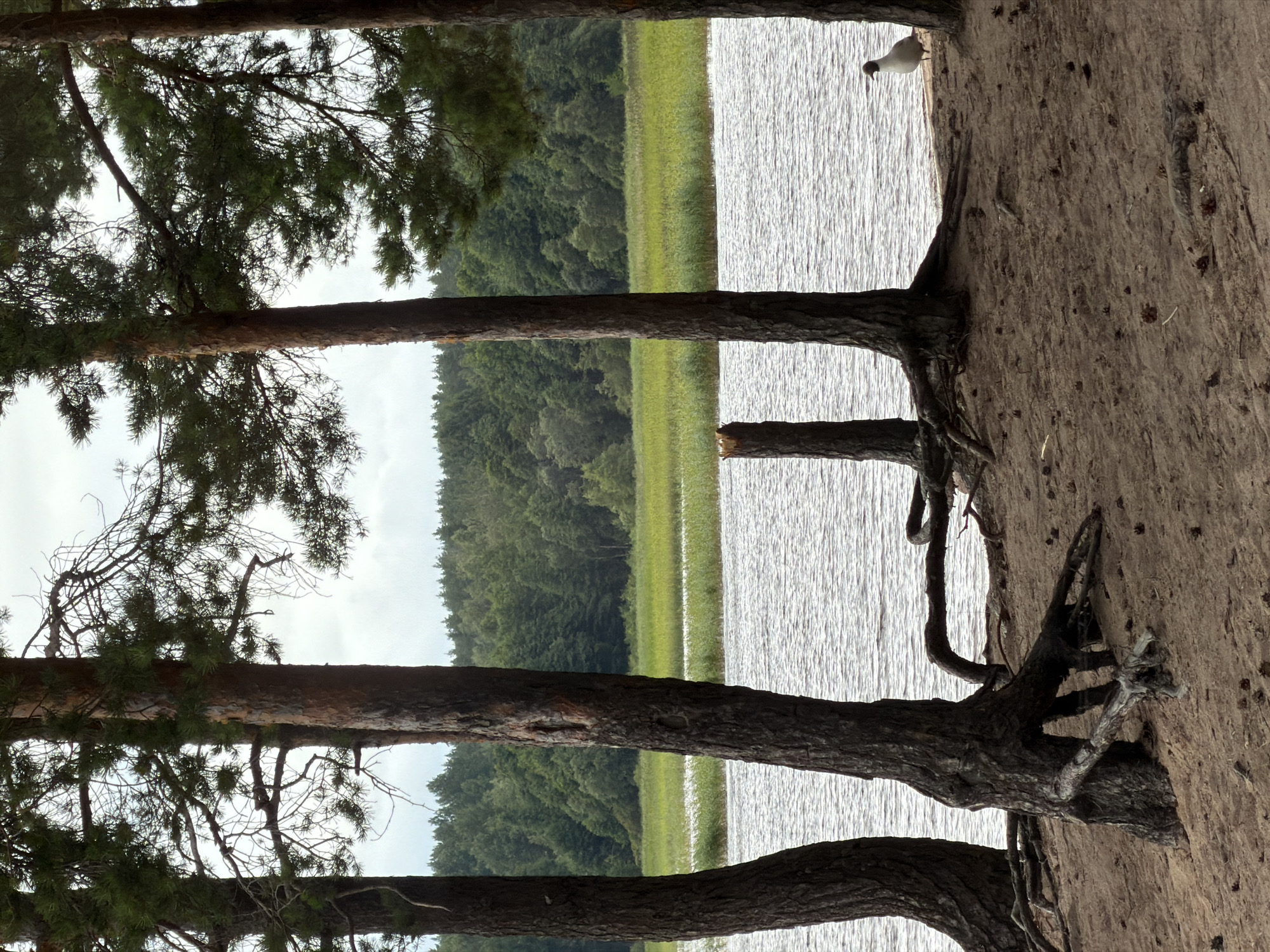 A sandy shoreline with pine trees in the foreground leads to a body of water. The water is choppy, with ripples suggesting a slight breeze. Across the water, a dense green forest stretches along the horizon under a cloudy sky. A single bird, likely a gull, stands on the sandy bank to the right of the image, facing the water. The ground is covered in sand, scattered with pinecones and some exposed tree roots. The overall scene evokes a natural, somewhat wild, environment. The image is not dated.
