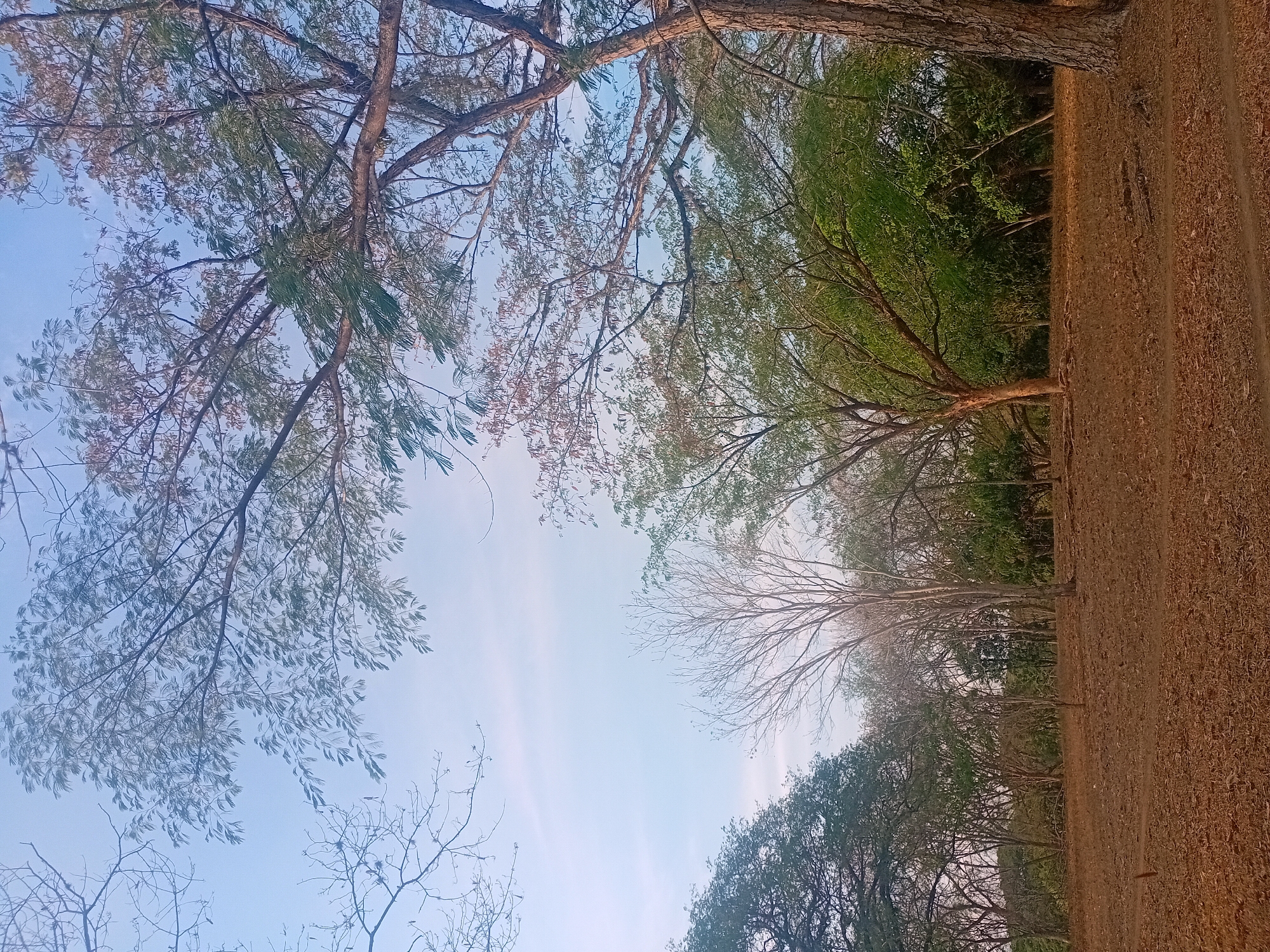 This media file captures a natural landscape scene, likely an open woodland or a forest edge, viewed with a wide perspective. The image is oriented vertically but appears to be intended as a horizontal landscape shot.
In the upper portion of the image, a wide expanse of clear, light blue sky dominates, with only very faint wisps of white clouds visible, suggesting fair weather. The sky is partially framed by the canopies and branches of several trees. To the left, there are trees with lush green foliage, their leaves appearing vibrant. Interspersed with these, and particularly visible towards the center-left and bottom-left, are trees with sparser leaves or appearing deciduous, their intricate, bare branches silhouetted against the sky. A prominent tree trunk is visible in the top right corner.
The lower half to one-third of the image depicts a stretch of dry, reddish-brown earth, covered with what appears to be dry grass, fallen leaves, or sparse, straw-like vegetation. There are subtle variations in the ground's texture, and faint, narrow tracks or paths are discernible, suggesting it might be a dirt road or a well-trodden area. Along the horizon line, separating the dry ground from the sky, is a more distant line of trees. Some of these trees also display green foliage, while others appear to be in a drier state, similar to those in the foreground.
There are no people or man-made objects visible in the image. No text is present. The bright, clear lighting indicates it is daytime, possibly late morning or early afternoon. The overall atmosphere is peaceful and natural, hinting at a dry season in a verdant, possibly tropical or subtropical, region.