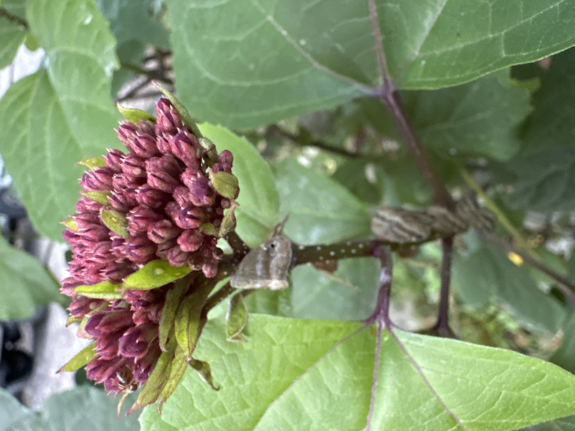 A close-up, high-angle shot captures a cluster of dark pink flower buds and bright green leaves of a plant. The buds are tightly packed and appear to be on the verge of blooming. A small, light brown insect with dark markings is perched on one of the flower buds. The stem of the plant is visible, with purple-tinged veins and small white dots. In the background, out-of-focus green foliage and a blurred hint of a dark vehicle suggest an outdoor setting. The scene is located in the city of Bol'shoi Kichmai, Russia.