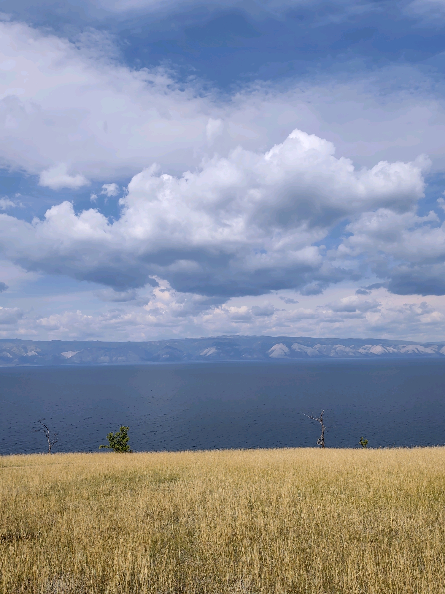 The image depicts a vast, calm body of dark blue water, likely Lake Baikal, bordering a golden, dry grass field. In the distance, a range of mountains with snow-capped peaks forms a hazy horizon. The sky is a vibrant blue, dotted with scattered, fluffy white clouds. In the foreground, two solitary trees stand in the field: one appears dead and skeletal, while the other is a small, green bush. The scene is serene and natural, with no human presence or activity visible. The location is identified as the village of Kharantsy, Russia, which is situated on the island of Olkhon in Lake Baikal.
