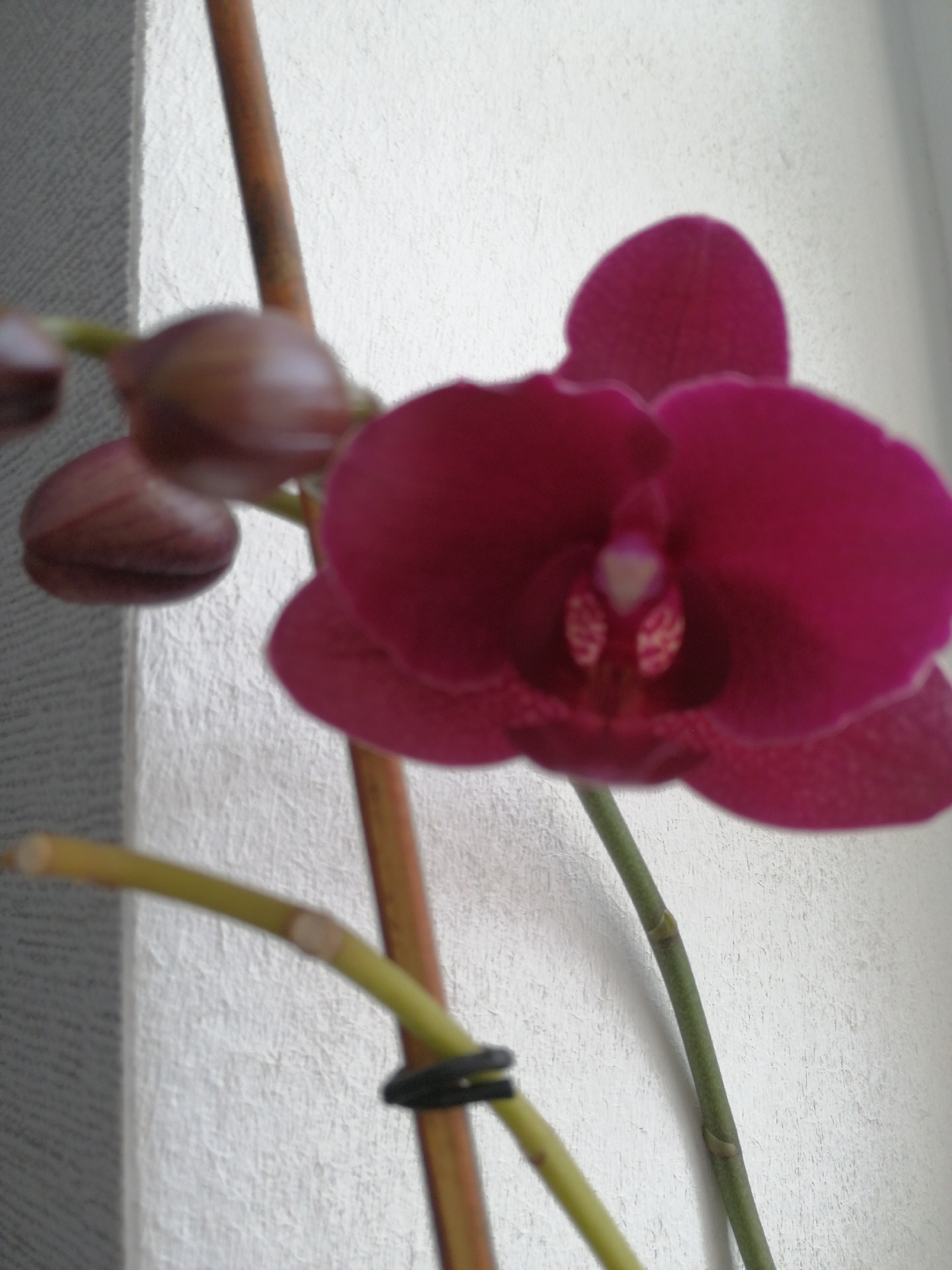 The image shows a close-up view of a deep pink orchid against a textured white wall. The orchid has several blooms and buds. One prominent, open flower is in the center, displaying its intricate inner structure with pale yellow and pink accents. To the left, a cluster of developing buds, a reddish-brown in color, are visible. The flower is attached to a thin, green stem that curves slightly. A thicker, brown stem or support is visible behind the flower. The background is a plain, textured white wall, likely an interior surface. The lighting suggests a natural light source from the side. The scene is static, focusing solely on the orchid and its immediate surroundings. The location is specified as Mazyr, Belarus, but no elements within the image directly confirm this geographical context; it is information provided externally.
