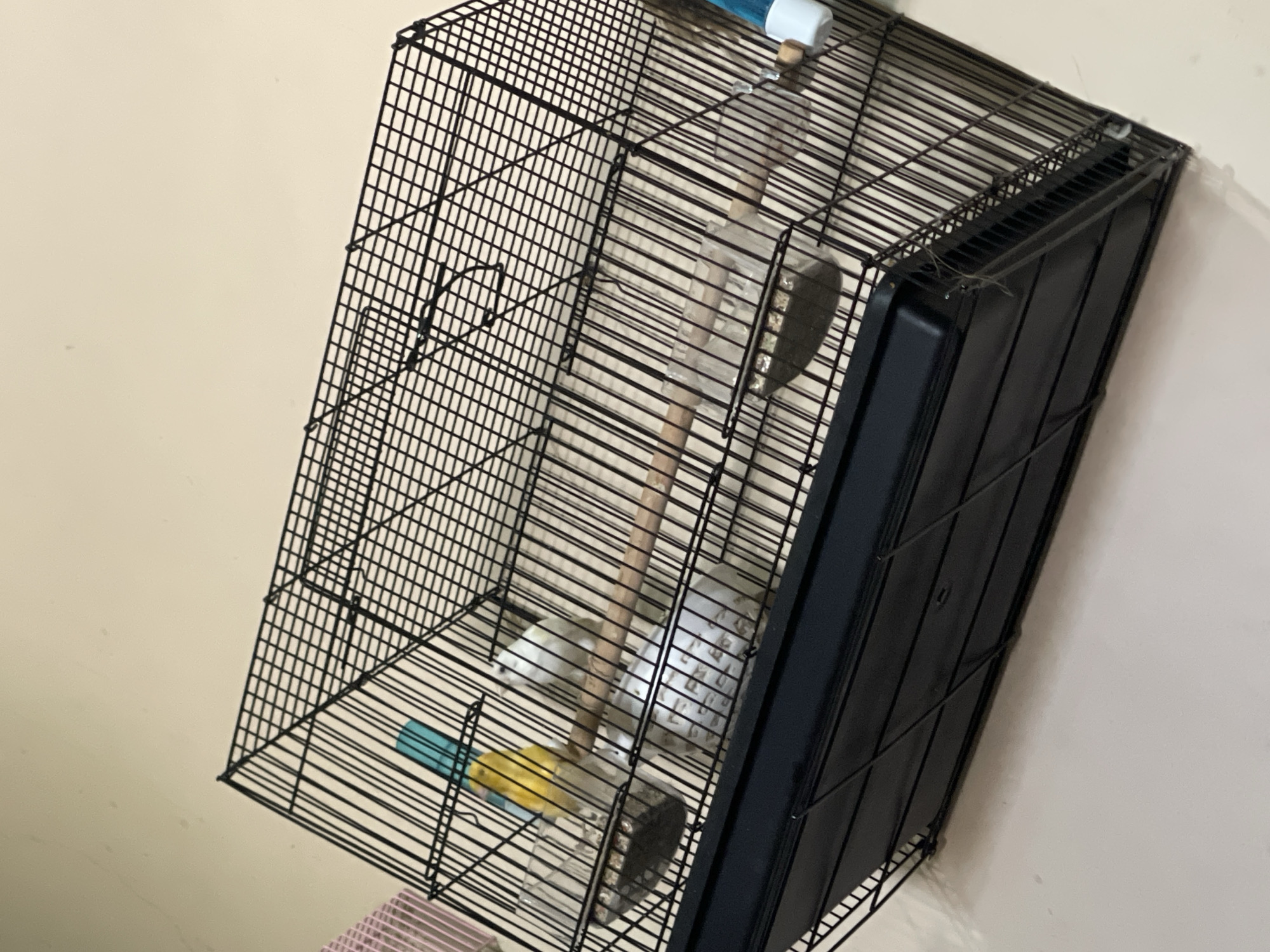 A black metal bird cage sits on a light-colored surface, possibly a wall or a table, against a cream-colored background. The cage contains several birds, including a yellow bird and two white birds. There are also perches, a water dispenser, and a food dish inside the cage. The cage is rectangular and appears to be made of wire mesh. The overall lighting suggests an indoor environment. The scene is devoid of any contextual clues to suggest a specific location in Kokand City, Uzbekistan.