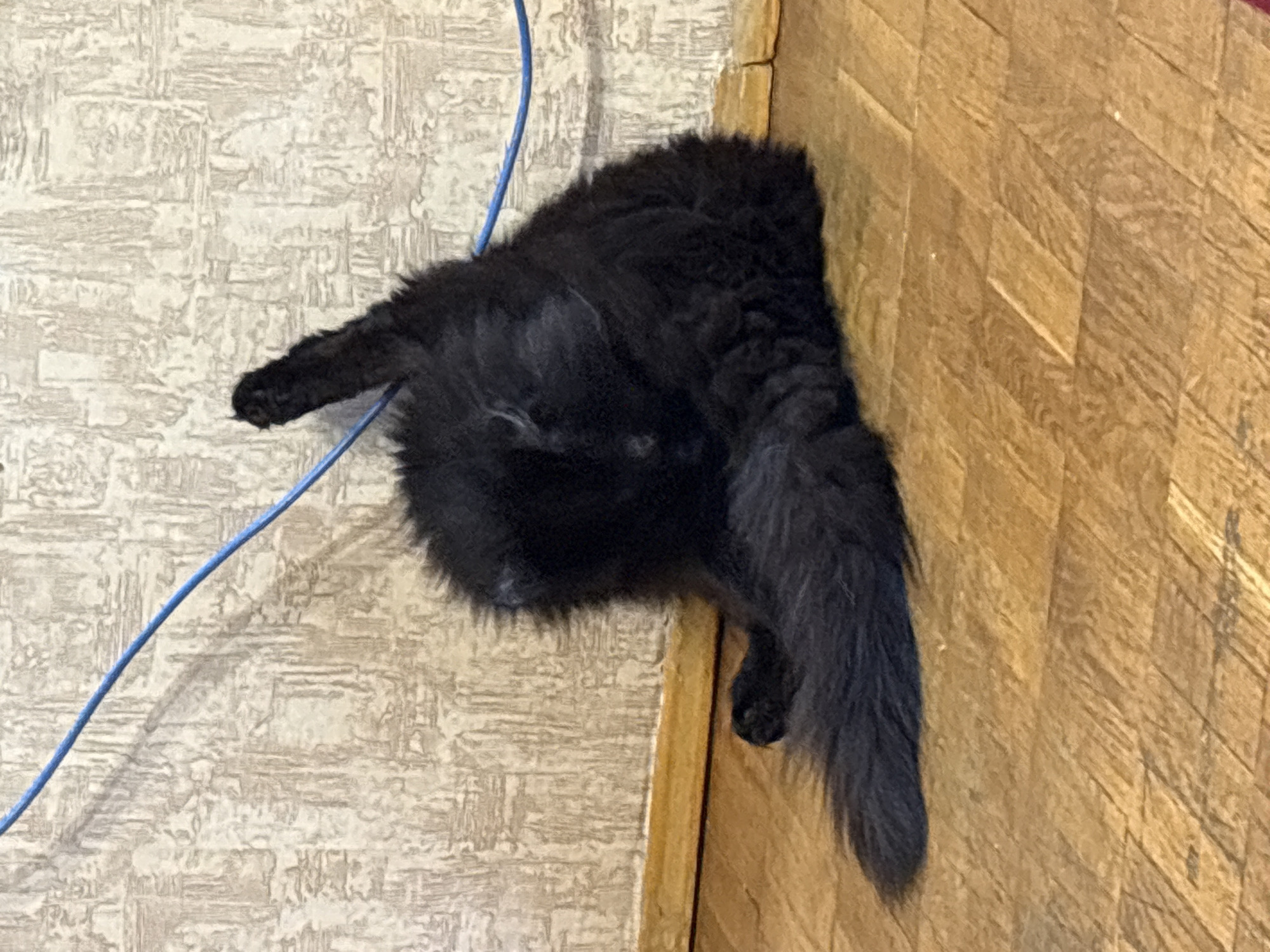The image shows a black, fluffy cat lying on its side. The cat is positioned between a wall with a textured, light-colored wallpaper and a wooden floor with a parquet pattern. A thin, bright blue cord runs across the wallpaper behind the cat. The cat's tail is long and bushy, and its hindquarters are turned towards the viewer. One of the cat's hind legs is visible, with its paw tucked underneath its body. The overall scene appears to be indoors, possibly in a home. The lighting suggests it could be daytime. There is no visible text in the image.