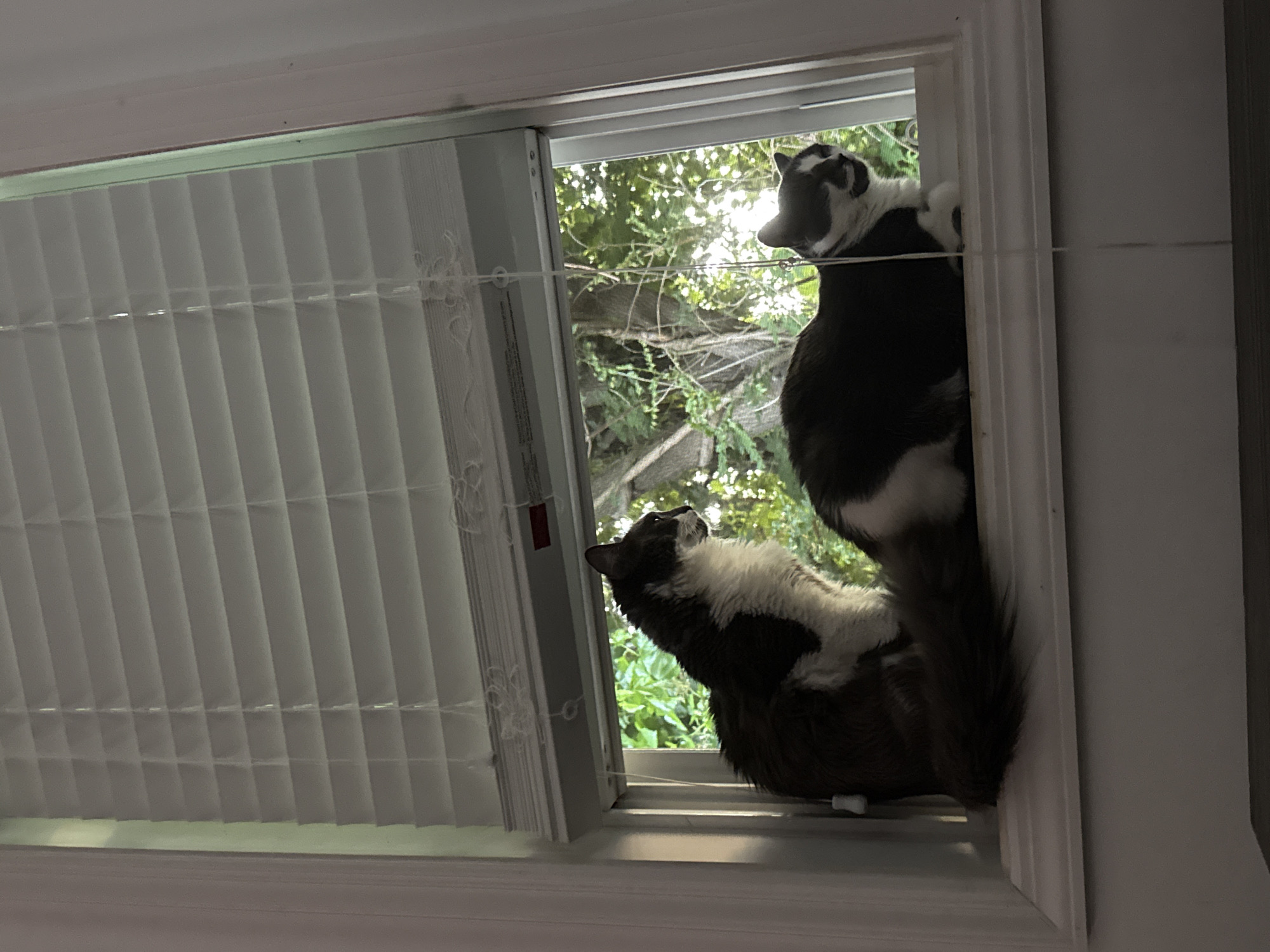 Two domestic cats, one black and white with its tail curled around its body and the other a mostly black and white cat sitting upright, are positioned on a windowsill. The windowsill is situated in front of a window that is covered by white horizontal blinds. Through the partially open blinds, lush green foliage and trees are visible, suggesting an outdoor environment. The cats appear to be alert and observing something outside. The lighting in the image suggests it is daytime, with sunlight filtering through the blinds and illuminating the cats and the scene outside.