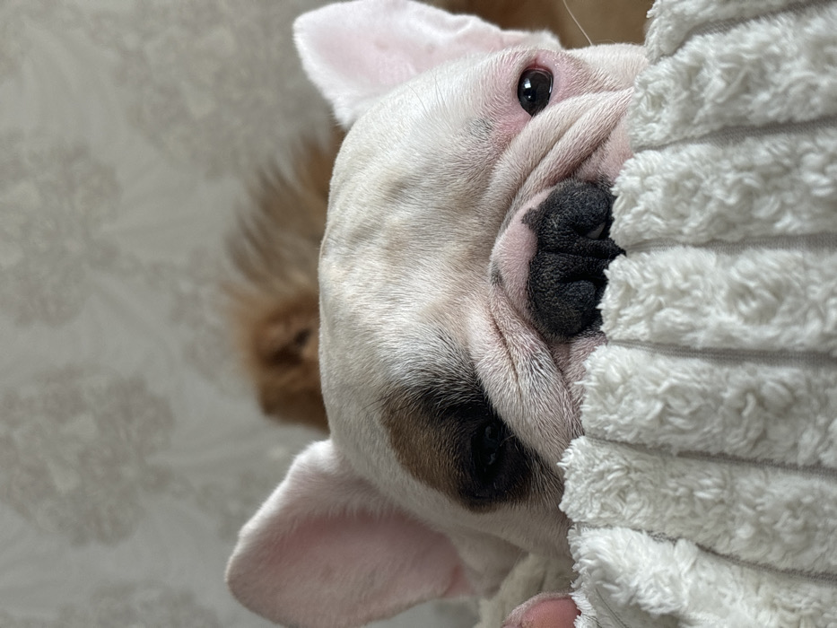 An image taken indoors depicts two dogs in the city of Chaikovsky, Russia. In the foreground, a light-colored French Bulldog with a white and tan coat and prominent bat ears is partially visible, peeking over a thick, white, ribbed textured blanket or cushion. Its dark, wrinkled nose and a portion of its face are prominent, with its left eye open and dark, while its right eye is mostly obscured by a dark fur patch and appears closed or partially shut. A faint pink coloration is visible on the interior of its ears. Behind the French Bulldog, blurred and out of focus, a second dog with light brown or tan fur is discernible, appearing to be lying down. The background consists of a light-colored wall with a subtle, repeating floral or decorative pattern.