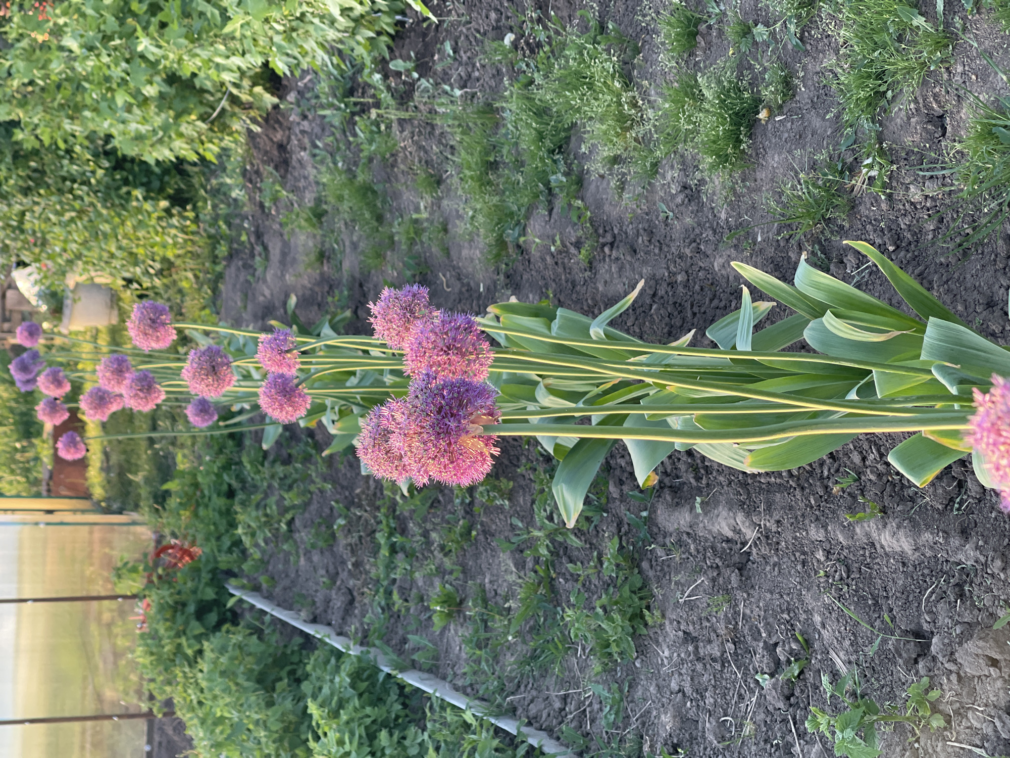 The image depicts a row of flowering plants, likely alliums, in a garden setting. The plants have spherical purple flower heads atop long, straight green stalks with broad, variegated leaves. The soil is dark and appears to be well-tilled. The garden is bordered by green vegetation, possibly weeds or other garden plants. A structure, possibly a greenhouse or shed, is visible in the background to the left. Based on the location provided, the scene is in Перевозное, Russia. The overall impression is that of a cultivated garden with ornamental plants.