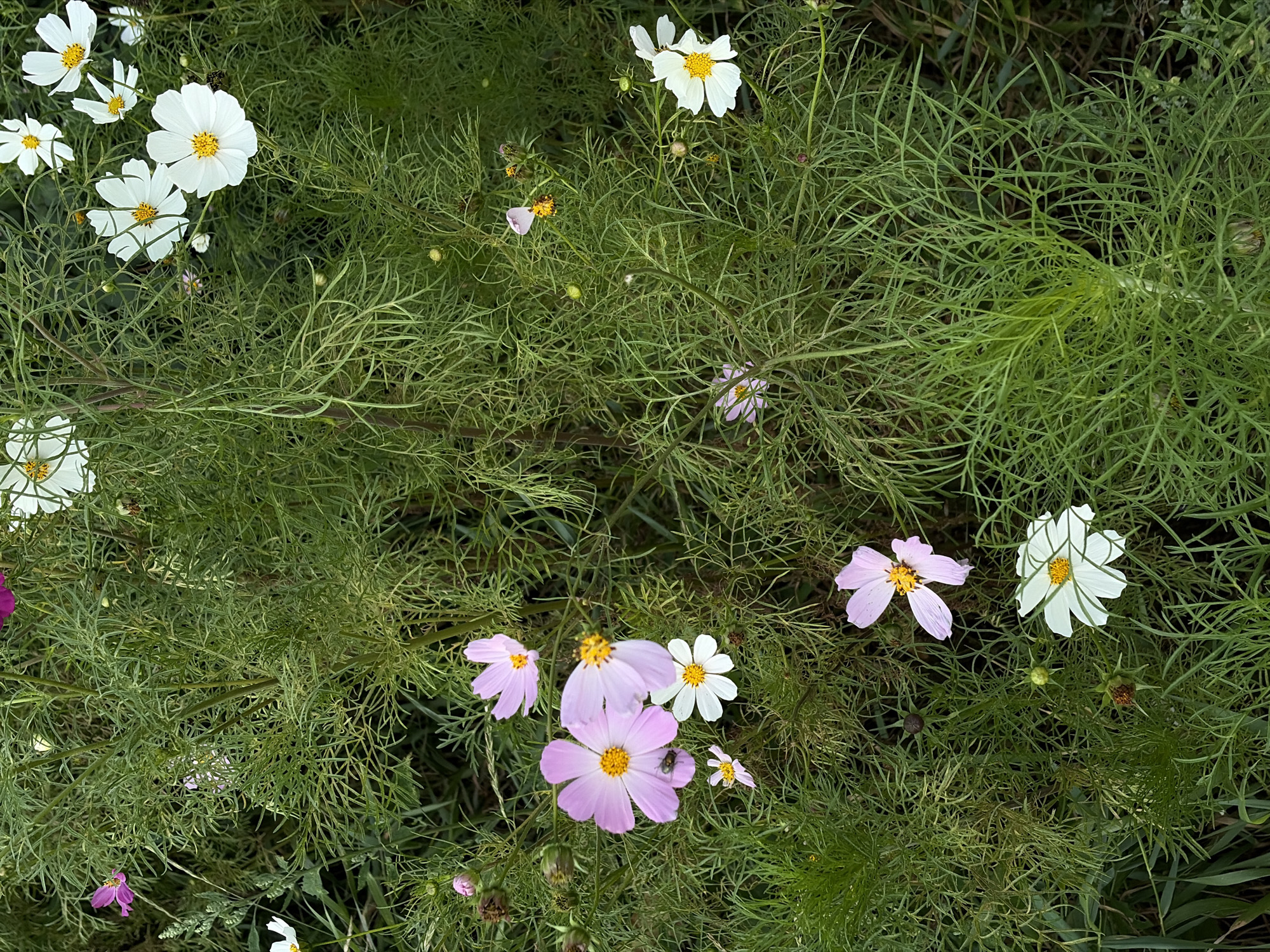 This is a high-angle medium shot of a dense patch of Cosmos bipinnatus flowers in a natural setting. The flowers are predominantly white and light pink, with yellow centers. Many of the flowers are fully bloomed, while others are in bud or have wilted. The feathery, green foliage of the plants fills the frame, creating a textured backdrop. The image appears to have been taken in an outdoor environment, likely a garden or field, with no discernible man-made structures or urban elements visible, making it difficult to specifically place it within the city of Khimki, Russia without further context. There are no people present in the image.