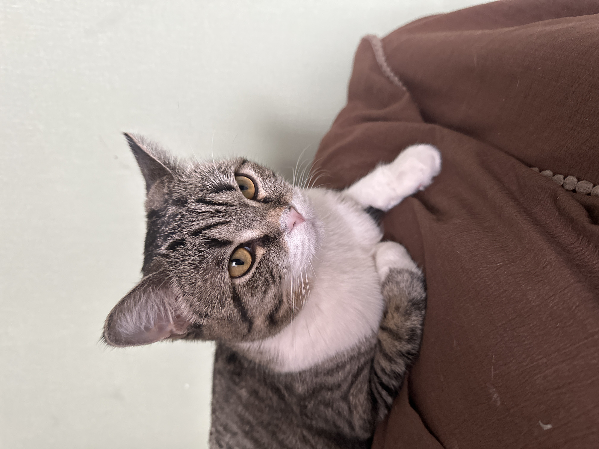 A gray tabby cat with white markings on its chest and paws is lying on a brown surface. The cat is looking up and to the left with its golden eyes. The background is a pale green wall. The location is not identifiable.