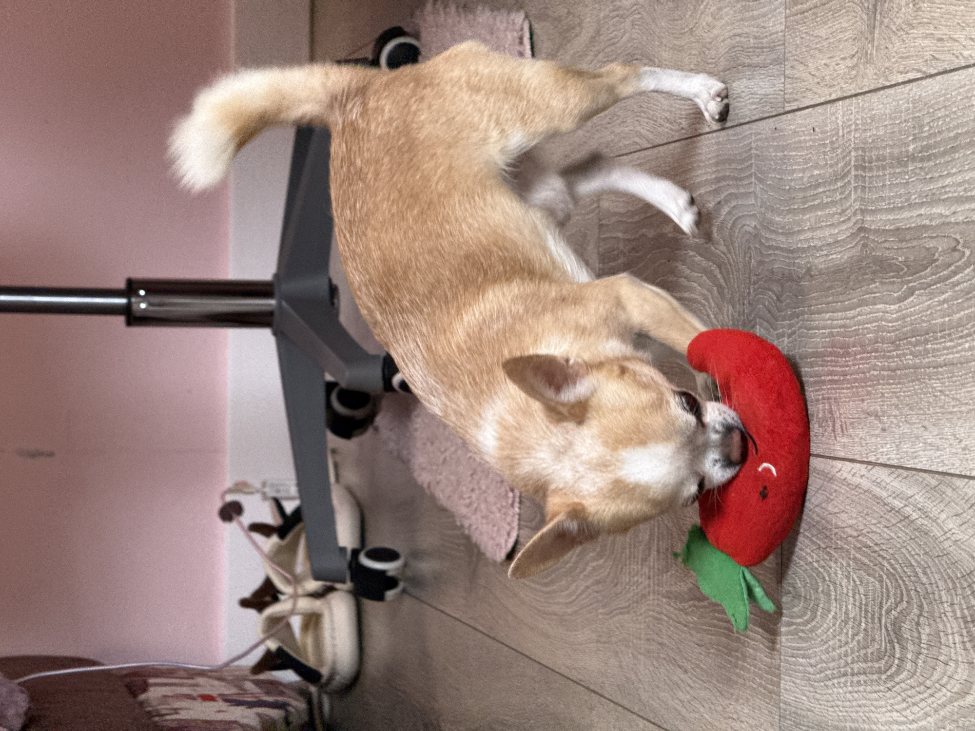 A small tan and white dog is playing with a red, plush, pepper-shaped toy on a light wood-grain floor. The dog is positioned near an office chair with a gray frame and black wheels. The chair is partially on a small pink rug. In the background, there is a light pink wall. The location is likely inside a home, but there is no indication of the city of Rostov-on-Don, Russia.