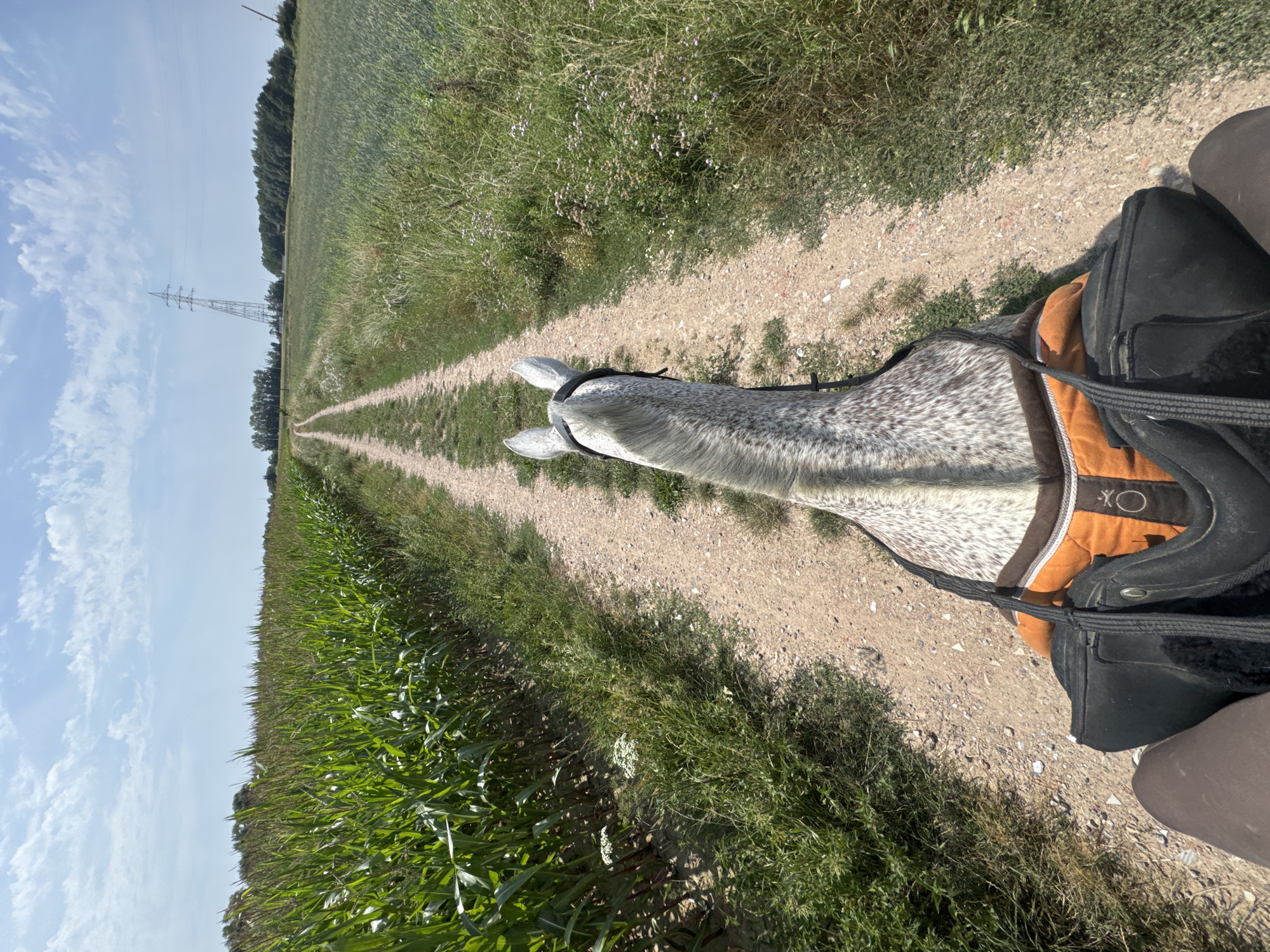 This image captures a first-person perspective of a person riding a dappled grey horse along a dirt path. The path is flanked on the left by a dense field of tall green corn stalks and on the right by a grassy field with scattered wildflowers. In the distance, a tall electricity pylon stands against a bright blue sky with scattered white clouds. The overall environment suggests a rural setting, likely in Estaimpuis, Belgium, given the presence of agricultural fields and open terrain typical of the region. The rider's legs and the saddle are visible in the foreground, indicating the direction of travel is forward along the path. The scene is well-lit, suggesting it was taken during daylight hours, likely late morning or early afternoon.