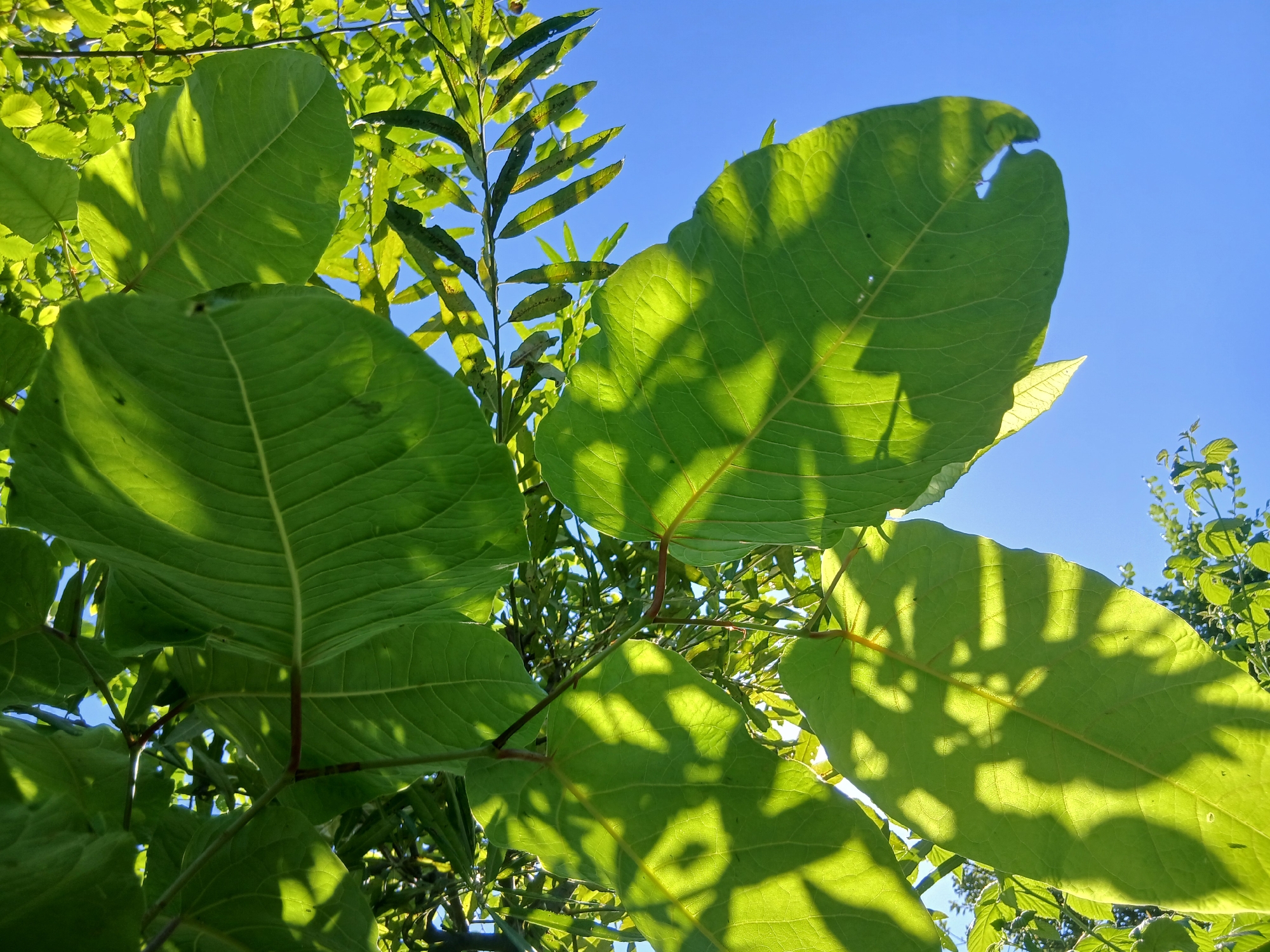 A close-up, low-angle shot captures the vibrant green leaves of a plant against a clear blue sky. Sunlight streams through the foliage, casting intricate shadows on the broad, veined leaves. The leaves are large and heart-shaped, with some exhibiting serrated edges. In the background, more greenery and the bright sky are visible. The image is taken from within the plant, looking upwards.