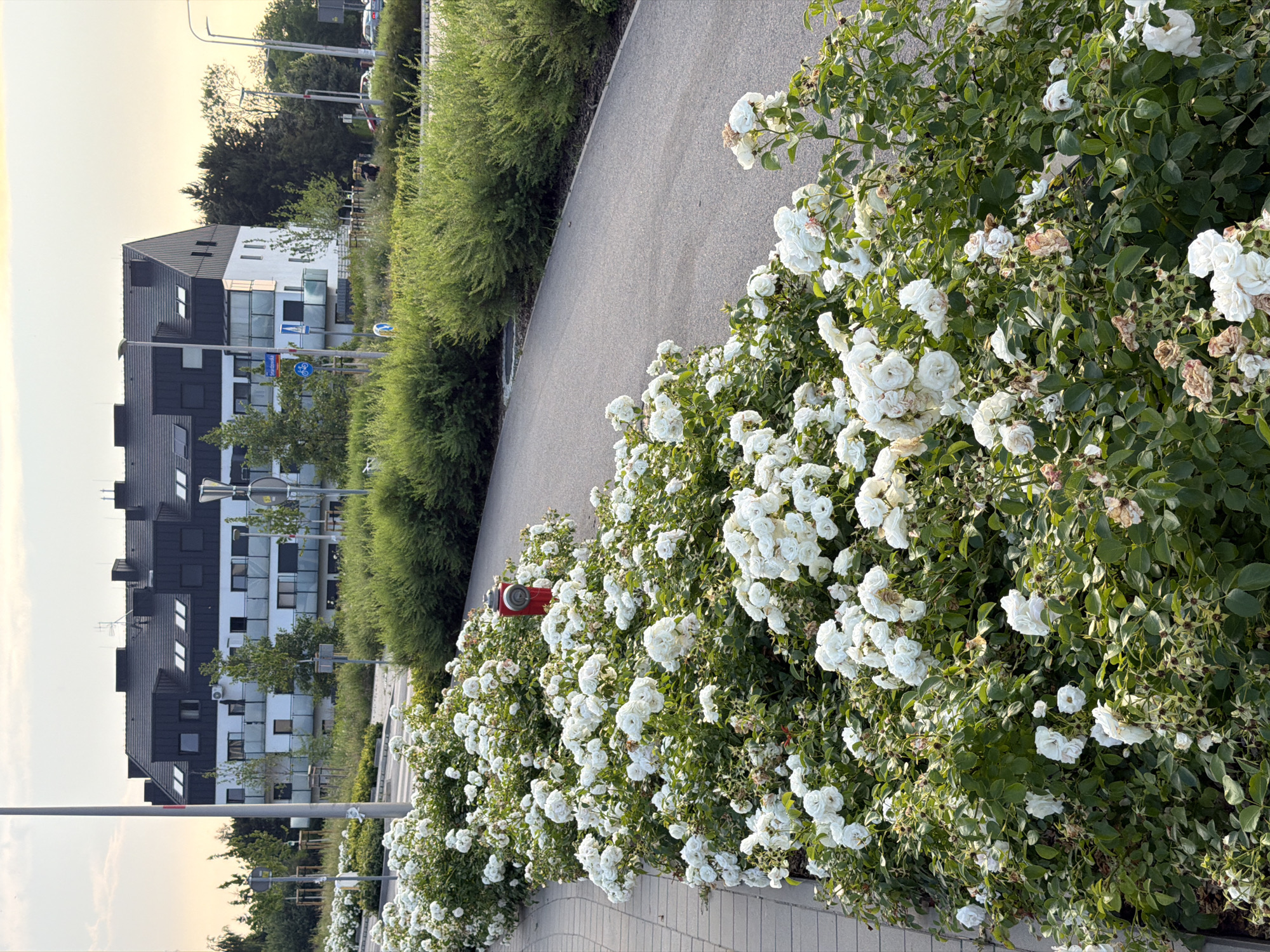 This media file captures an outdoor scene featuring a dense bush of white roses in full bloom. The roses are the primary subject, creating a vibrant floral border. To the left of the roses, a paved pathway or sidewalk runs alongside the bush. Beyond the pathway, there is a row of manicured green bushes, and further in the background, modern buildings with dark and white facades are visible. These buildings have multiple windows and balconies, suggesting a residential or commercial area.
A red fire hydrant is partially visible nestled within the rose bush, adding a functional object to the otherwise naturalistic scene. The time of day appears to be late afternoon or early evening, indicated by the warm, soft light illuminating the scene, possibly suggesting a sunset. The weather seems pleasant, with clear skies or very light clouds. The overall impression is one of a well-maintained urban or suburban environment that incorporates abundant greenery and flowering plants. There is no discernible text in the image.