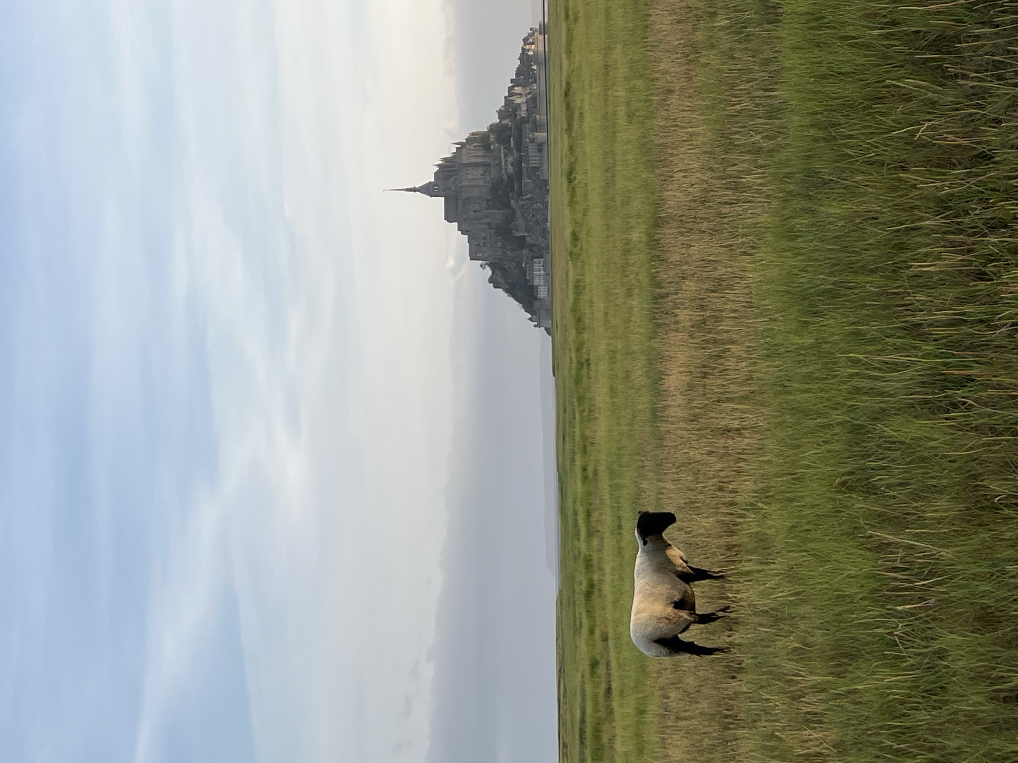 The image depicts a rural landscape at Le Mont-Saint-Michel, France, under an overcast sky. In the foreground, a single domestic sheep, primarily white with a dark head and legs, stands facing right, appearing to graze in a field of mixed green and pale brown tall grasses. The midground features a flat expanse of similar marshland grasses, extending towards a hazy horizon. In the distant background, the fortified island commune of Mont-Saint-Michel rises prominently, showcasing its distinctive medieval architecture culminating in a spire. Further behind Mont-Saint-Michel, a faint, dark landmass is visible on the far horizon, beneath a sky characterized by soft, diffused light and visible cloud formations. No people are present.