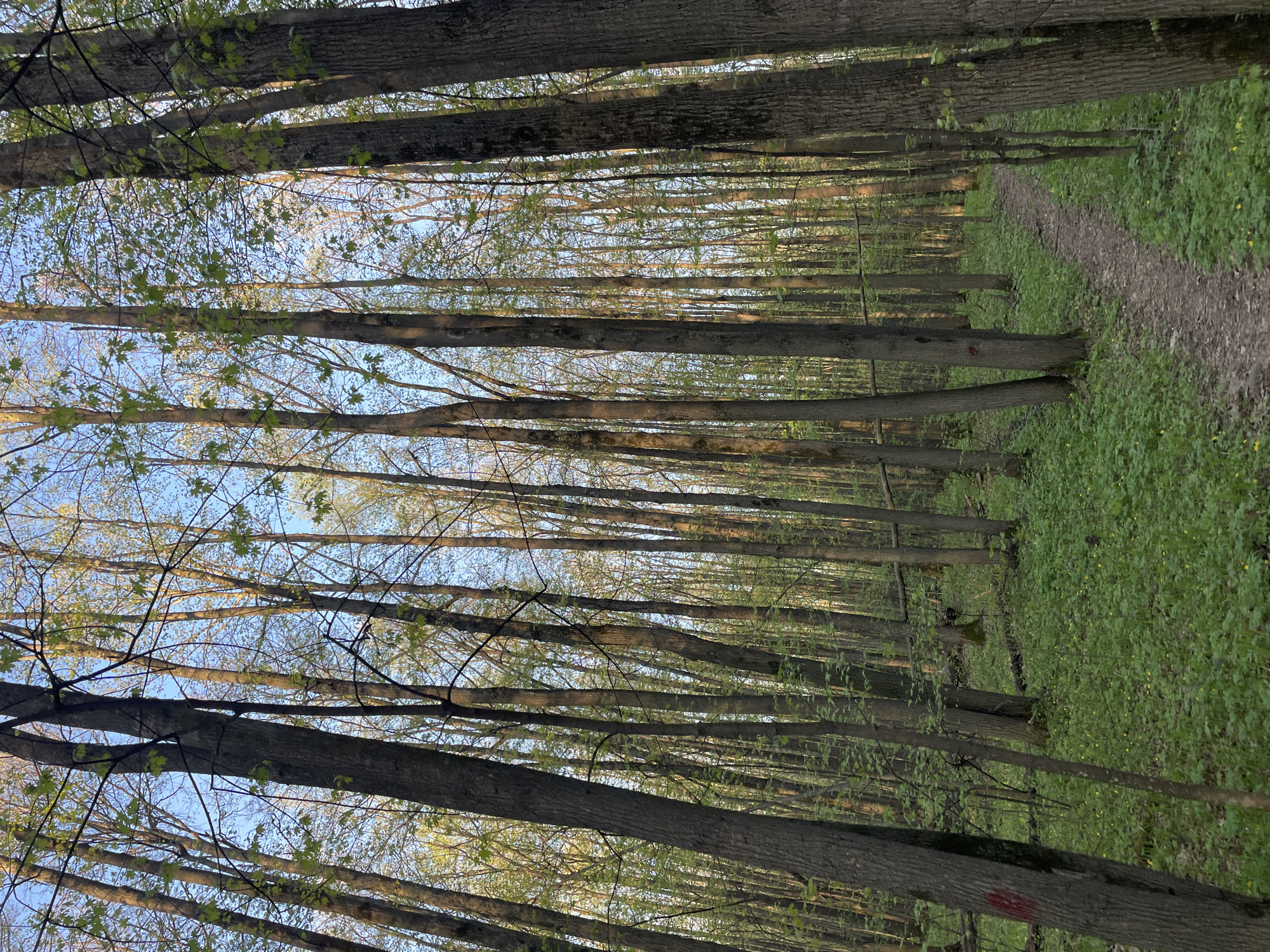 The image depicts a forest scene in Kazan, Russia. Numerous tall trees with slender trunks dominate the frame, their bark textured and gray. Many of the trees have small green leaves sprouting from their branches. A dirt path runs alongside the right of the frame, lined with a dense carpet of green ground cover, possibly wildflowers. The sky is visible through the tree canopy, appearing light blue in color. The lighting suggests either early morning or late afternoon, with soft shadows and warm hues on the tree trunks. No people or animals are visible.