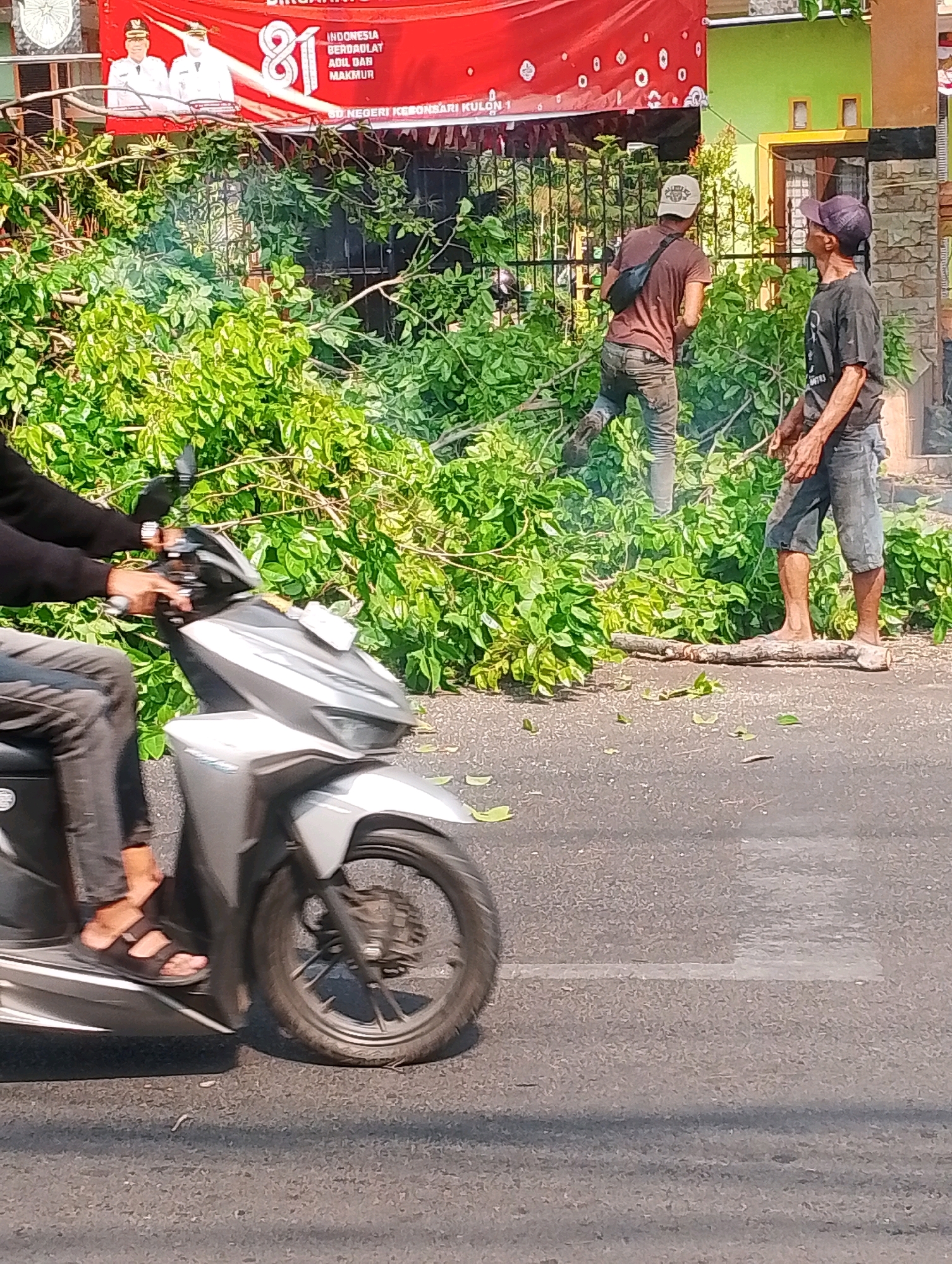 The image depicts a street scene in Probolinggo, Indonesia. A person is riding a silver scooter in the foreground, partially obscuring the view of two men in the background. The men are standing amidst a pile of fallen branches and green foliage. One man, wearing a brown t-shirt and camouflage pants, faces away from the camera, carrying a dark bag across his chest. The other man, in a dark t-shirt and denim shorts, faces towards the camera, looking upwards. Behind the men, a red banner is visible, featuring graphics of two men in white uniforms and the number "81". The environment suggests a sunny day, with a blurred green building and a fence visible in the background. The scooter's wheel is in motion, indicating the scooter is moving.