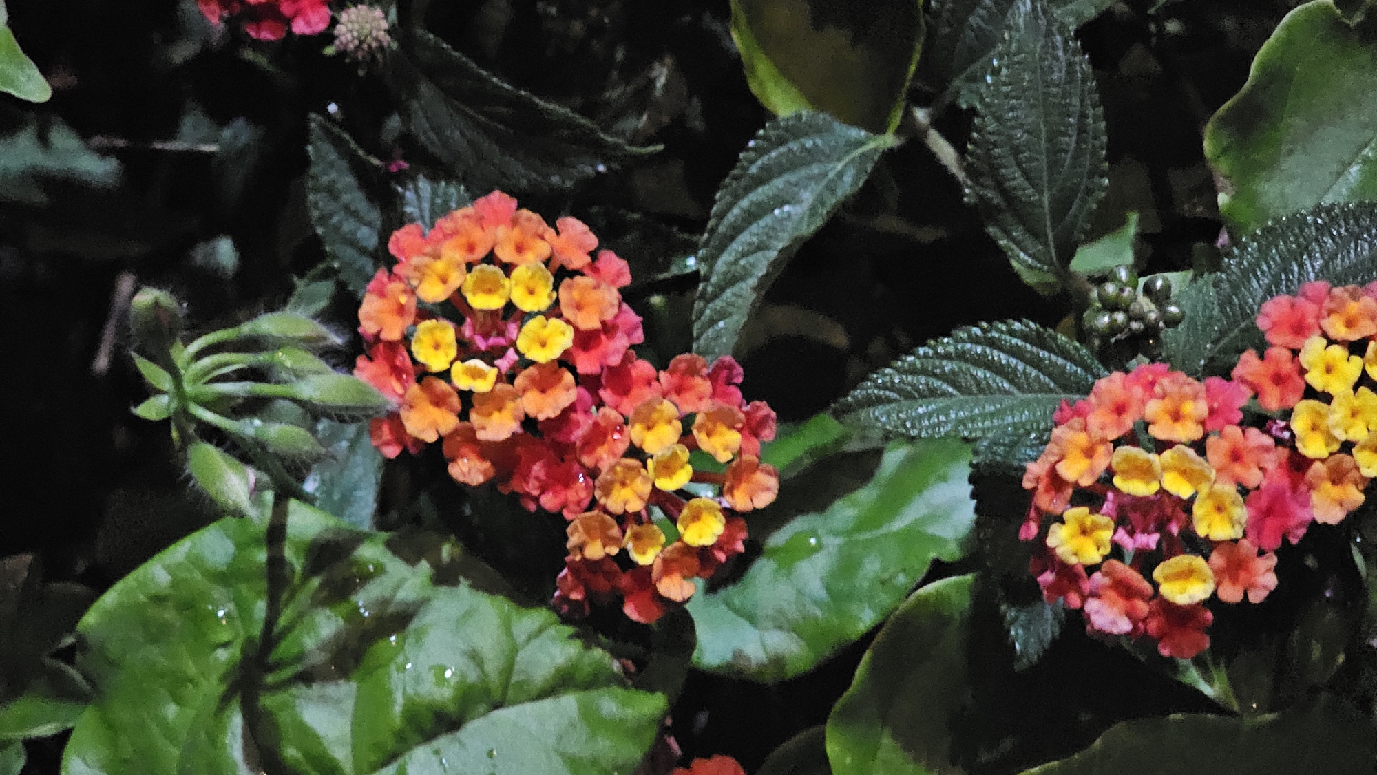The image captures two clusters of Lantana flowers amidst green foliage, potentially taken in San Bernardino Tlaxcalancingo, Mexico. The flowers are multicolored, with yellow centers transitioning to orange and red on the outer petals. The leaves exhibit varying textures, some with distinct vein patterns and others with a glossy appearance, suggesting the presence of moisture or recent rain. A set of unopened buds are visible next to the flower on the left.