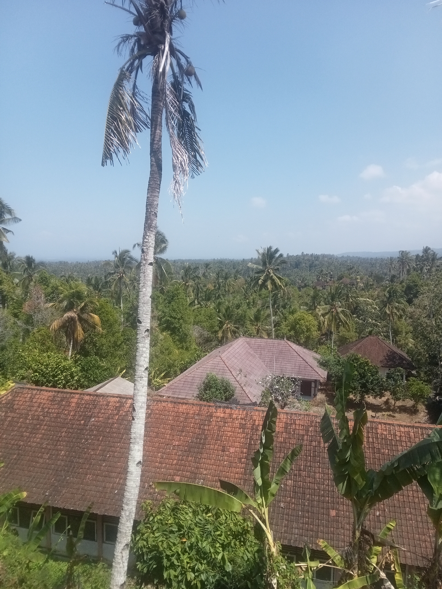 A wide shot, taken from a slightly elevated perspective, captures a lush tropical landscape in Mendoyo, Indonesia, under a clear blue sky. In the foreground, the weathered, grey trunk of a tall palm tree dominates the center of the frame, its dry, tattered fronds extending towards the top. To the left and right of the palm tree, terracotta tiled roofs of several buildings are visible. The larger of these structures, to the left, has a long, low profile with multiple windows. Further into the scene, more buildings with similar tiled roofs are nestled amongst dense green foliage, characteristic of a tropical environment. The background is filled with an extensive, undulating forest of palm trees and other tropical vegetation, stretching towards a hazy horizon. The scene appears peaceful and rural, with no people or animals visible.