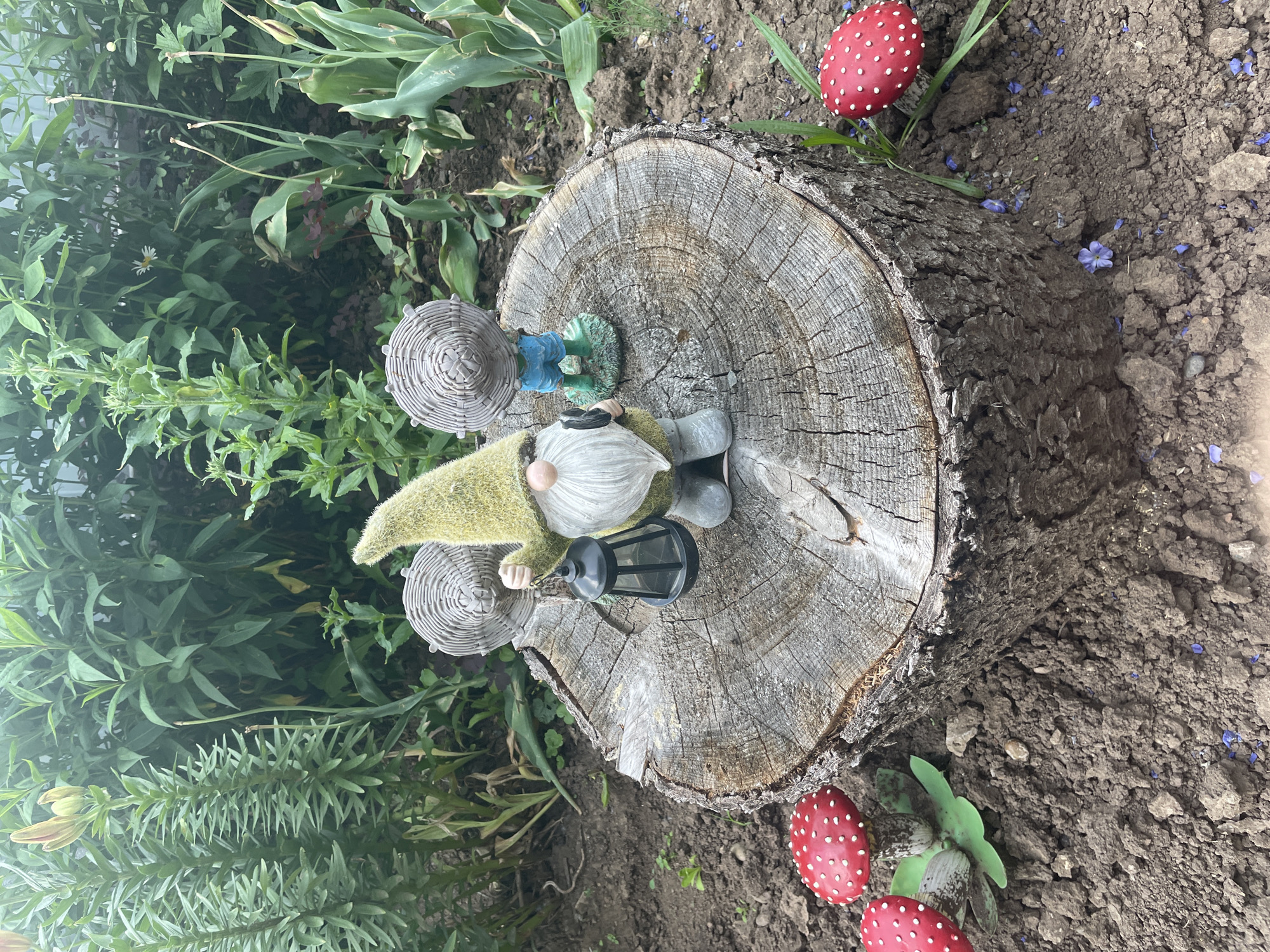 A garden scene in Nizhnii Bugrysh, Russia, features two garden gnomes on a tree stump. The gnome on the left is holding a black lantern and wearing a green hat and grey boots. The gnome on the right is wearing blue overalls and is standing on a green base. The tree stump is weathered and cracked. Scattered around the stump are three artificial toadstools with red caps and white spots. The background consists of lush green foliage and a wooden fence.