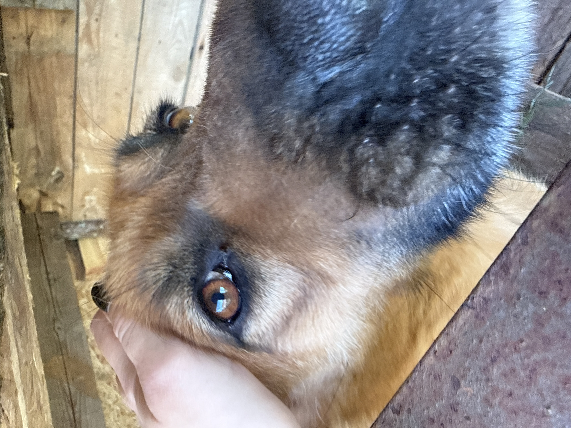 A close-up shot shows a person's hand gently petting a German Shepherd dog's head. The dog's face, with its prominent brown eyes and black nose, fills the frame. The background consists of rustic wooden planks, suggesting an outdoor or barn-like setting. The image appears to be taken in Chaikovsky, Russia, given the metadata. The scene is intimate and depicts a moment of affection between a human and an animal.