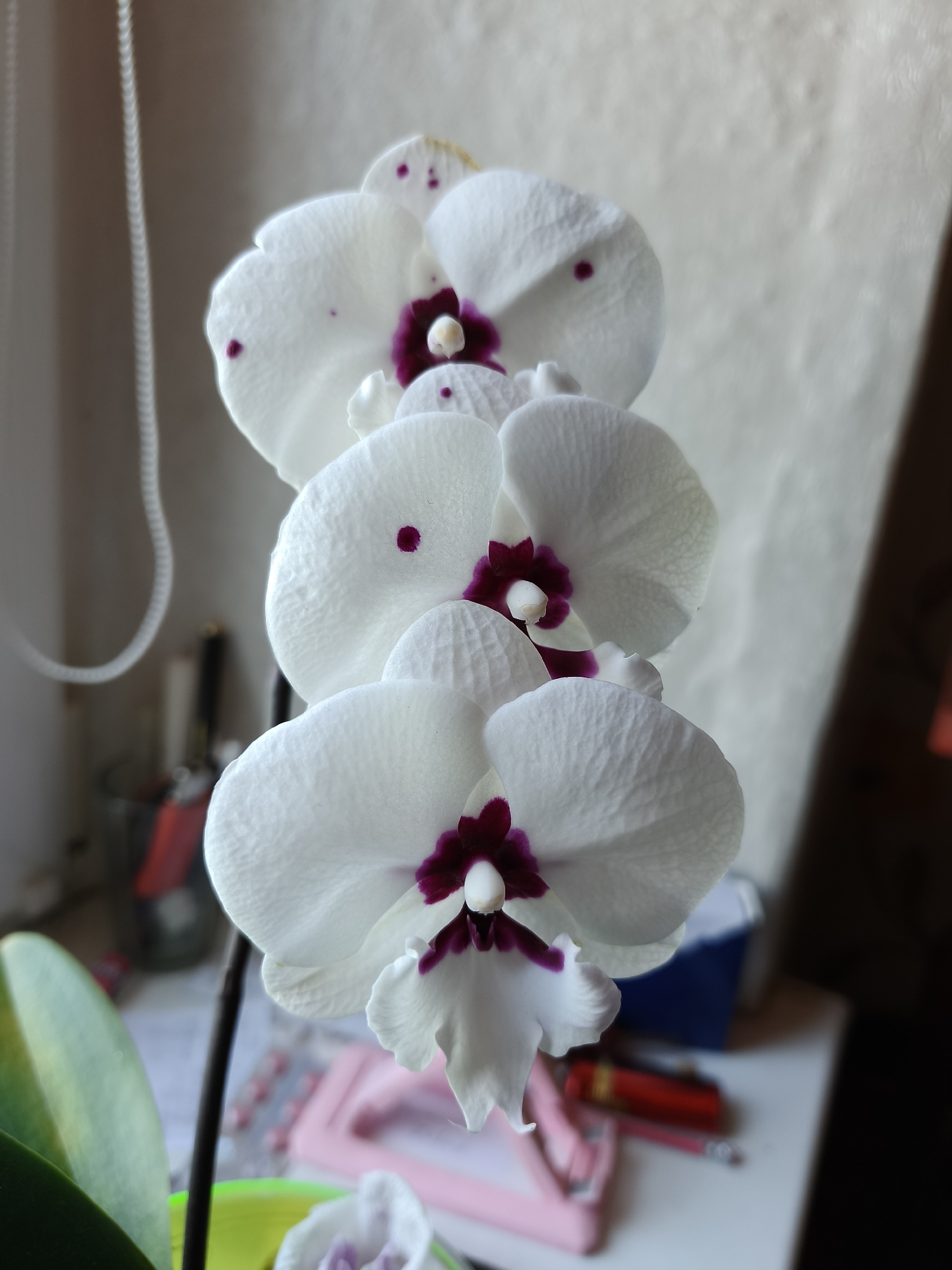 The media file presents a close-up, vertical shot of a white orchid plant in bloom, situated indoors. The main subjects are three prominent orchid flowers, arranged one above the other along a dark stem. Each flower features pristine white petals with a distinct deep purple or maroon center, from which a small white column emerges. Scattered across the white petals are several small, round purple spots, adding to the unique pattern of the orchid. The petals exhibit a delicate, slightly textured surface. A vibrant green leaf of the orchid plant is partially visible in the bottom left corner.
The background is softly blurred, emphasizing the flowers. To the left, a white, coiled cord, possibly from window blinds, is visible against a light-colored wall or curtain. Further back, various indistinct objects appear on a surface, including what seems to be a red pen, a pink stapler, and a blue container, suggesting a desk or table setting. The scene is illuminated by natural light, indicating it is daytime. No specific activity or event is taking place; the image captures a static, serene moment of the flowering plant. There is no visible text in the image. The setting is an indoor environment, contextualized as Poltavka, Ukraine.