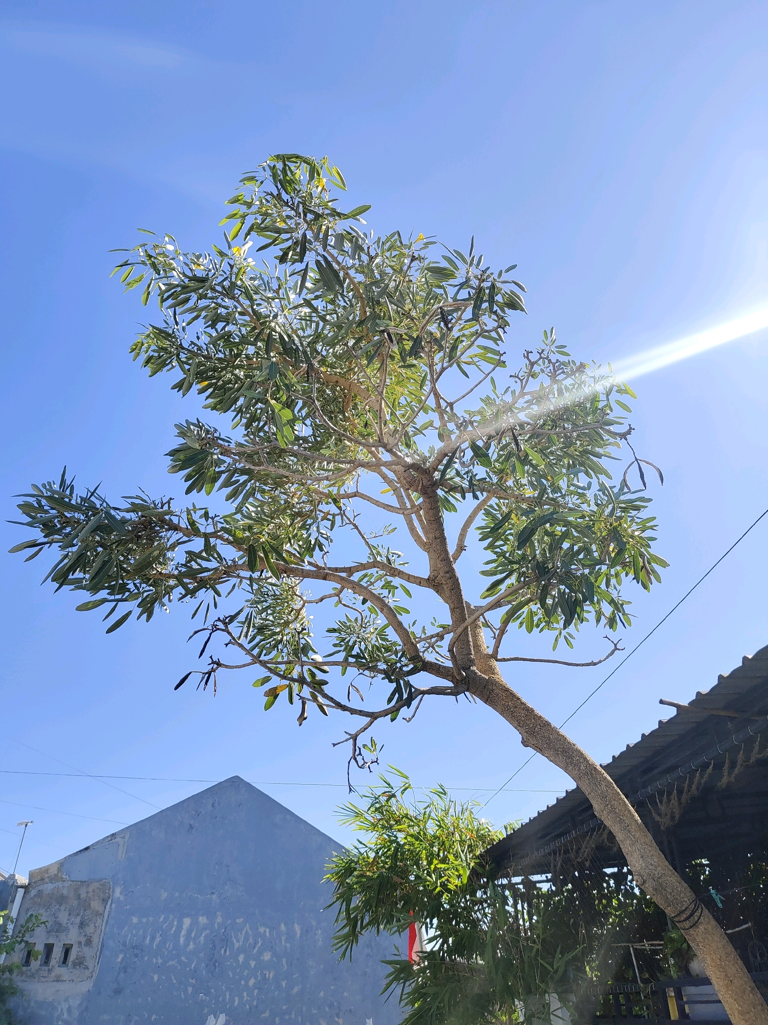 The image captures an outdoor scene under a clear blue sky, likely in Probolinggo, Indonesia, given the context. A medium-sized tree with a thick, textured trunk dominates the foreground, its branches reaching upwards and outwards. The tree has numerous green leaves, some appearing pointed, and a few dried seed pods hang from its branches. Sunlight streams in from the upper right, creating a lens flare effect and highlighting the leaves.
In the background, a light blue building with a triangular roof is visible on the left. Its facade appears weathered, with some exposed concrete patches and a few small, dark rectangular windows. On the right, a dark, corrugated roof of a structure partially obscures the view. Beneath this roof, a dense cluster of green foliage suggests more vegetation, possibly bamboo, is present. Utility wires are strung across the scene, crossing the sky. The overall impression is a snapshot of a residential or semi-rural area on a sunny day. No people or animals are visible.