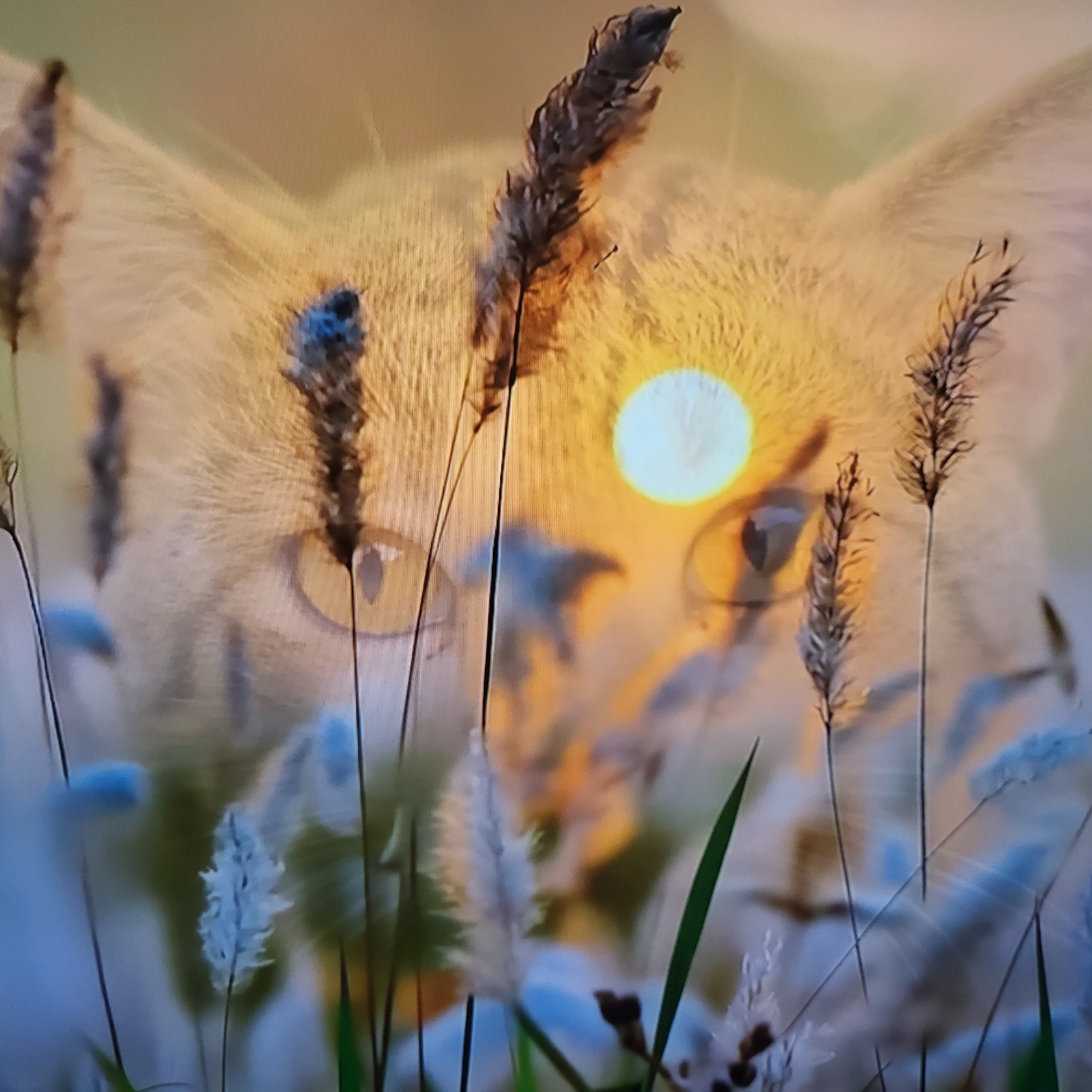 This image appears to be a double exposure or a composite image. The primary subject appears to be the face of a cat, with its eyes visible. Superimposed over the cat's face is a scene of vegetation, featuring what seems to be tall grass, some in focus and some blurred. In the background, centered between the cat's eyes, there's a bright, circular object, possibly the sun.
There is no information provided to conclude this image was taken in Yerevan, Armenia.