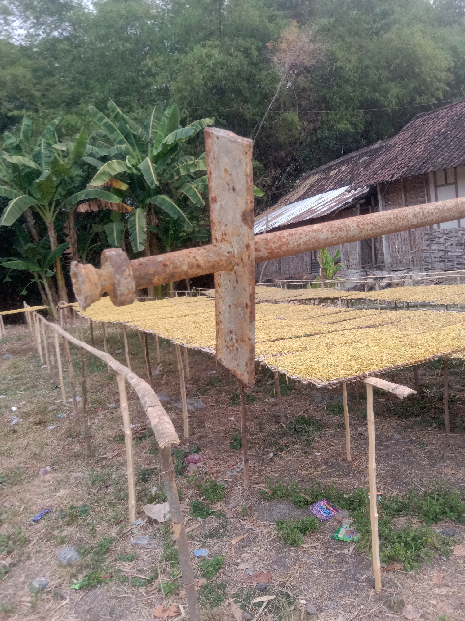 The image depicts an outdoor scene in Jumput, Indonesia, likely a rural area, showcasing a drying process. In the foreground, a rusty metal structure, possibly part of a larger apparatus, is prominently displayed, with a large, weathered bolt and pipe visible. Behind this structure, several raised drying racks, constructed from bamboo and supporting a yellow, granular substance, are arranged in rows. These racks are supported by wooden poles. In the background, lush green banana trees are visible, along with a traditional house featuring a tiled roof and bamboo walls. The ground is covered with dry grass, soil, and scattered debris, including plastic wrappers and small stones. The overall impression is one of a functional agricultural setting, possibly for drying crops like tobacco or grains, set against a backdrop of natural vegetation and local architecture.