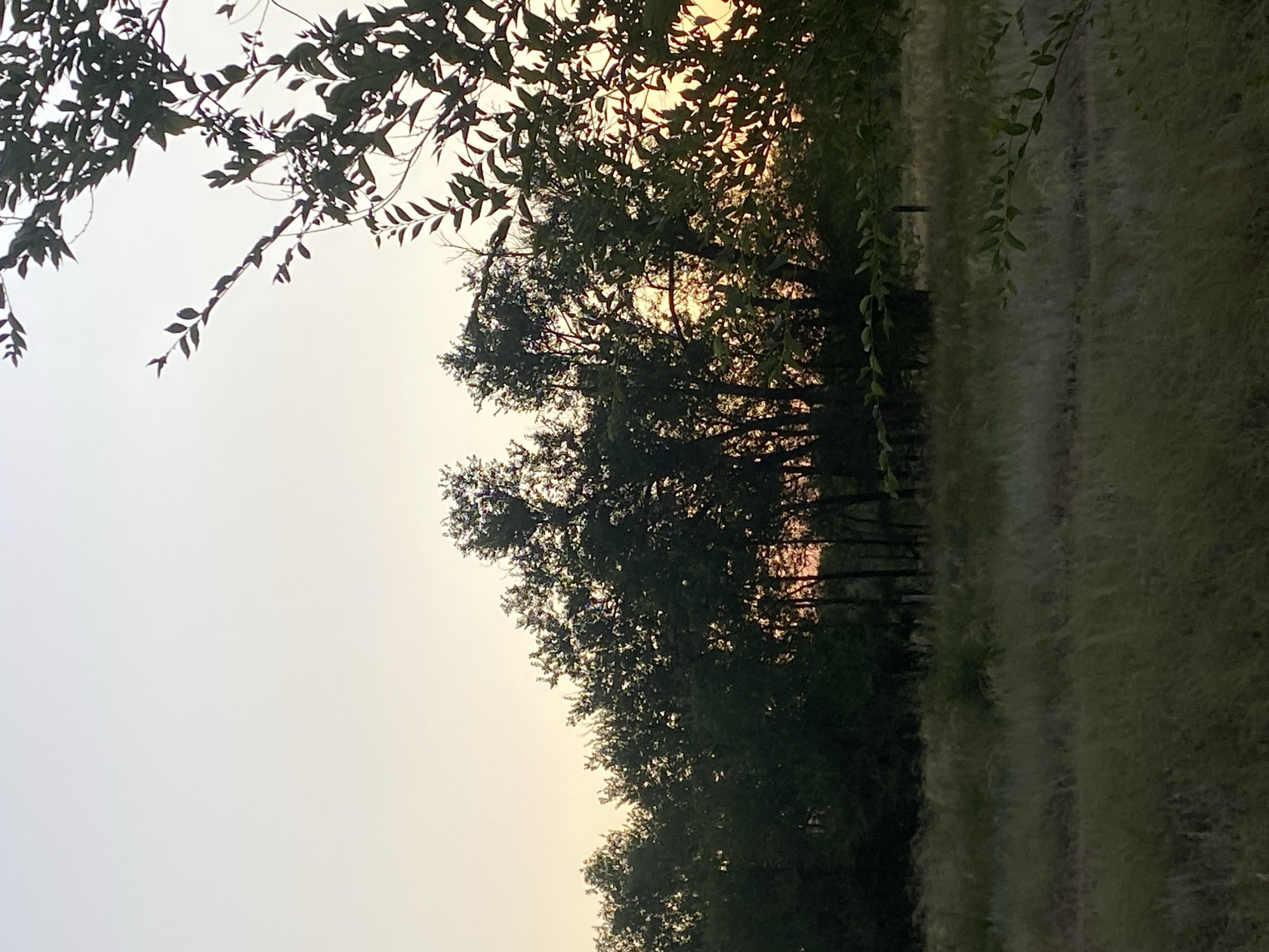 An outdoor, medium shot captures a rural landscape during what appears to be twilight. The sky is a soft gradient of pale yellow and white, with a hint of orange peeking through the trees. In the midground, a dense line of dark green trees forms a silhouette against the lighter sky. The trees are varied in height and shape, with some appearing more established and others thinner. Sunlight filters through gaps in the foliage, creating subtle highlights. In the foreground, a field of dry, light-colored grass stretches across the bottom half of the image. The grass is tall and appears to be wind-blown, creating a textured and somewhat blurred effect. A few darker green leaves from an overhanging branch are visible in the upper right corner, adding a touch of contrast. There are no people or animals visible in the scene. The environment suggests a natural, undeveloped area.