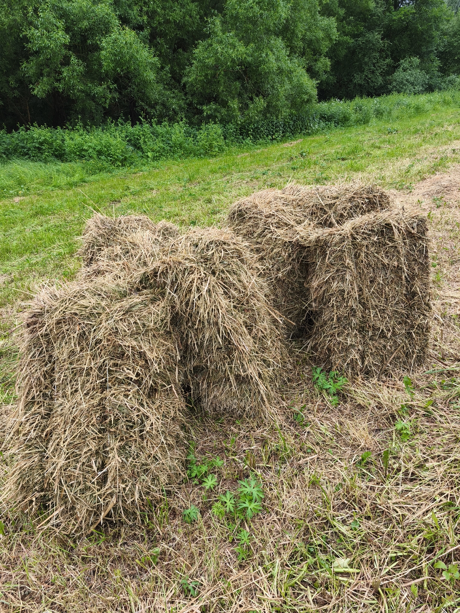 Two rectangular bales of hay are situated in a grassy field. Behind the hay bales, a dense line of green trees forms the background. The hay bales are made of dry, golden-brown straw and are loosely packed. Some green grass and small plants are visible around the base of the hay bales and in the foreground. The scene appears to be a rural or agricultural setting. This image is located in the village of Kosyaevo, Russia.