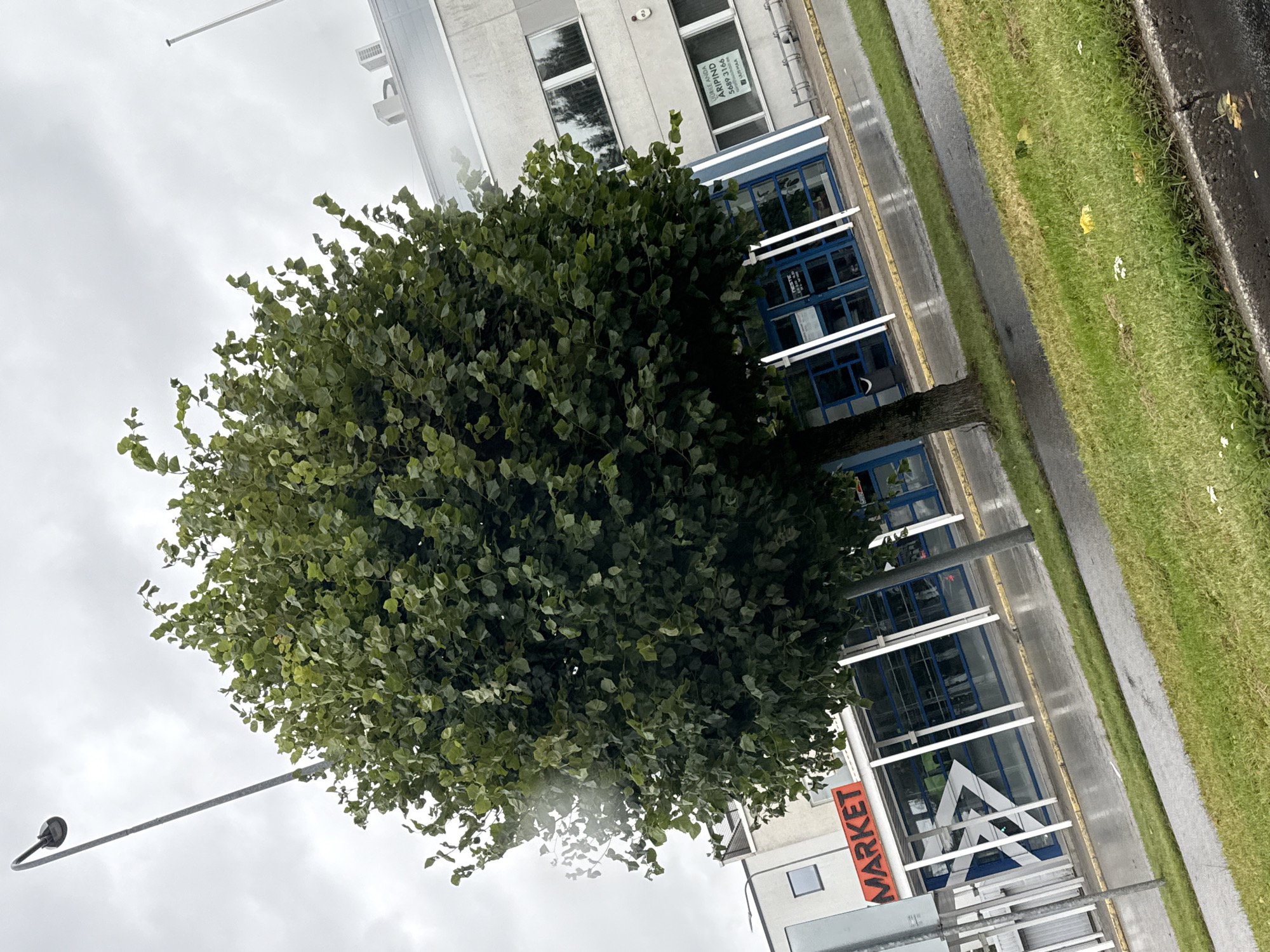 The image depicts an outdoor scene in Tallinn, Estonia, on a cloudy day. A large, leafy tree dominates the foreground, with its branches extending across much of the frame. To the left of the tree, a tall, thin lamppost is visible. Behind the tree, a modern building with large glass windows and a blue facade is present. A red sign with white lettering that reads "MARKET" is prominently displayed on the building's exterior. The ground in front of the building appears wet, suggesting recent rain, with a paved area and a grassy strip. The overall atmosphere is overcast and cool.