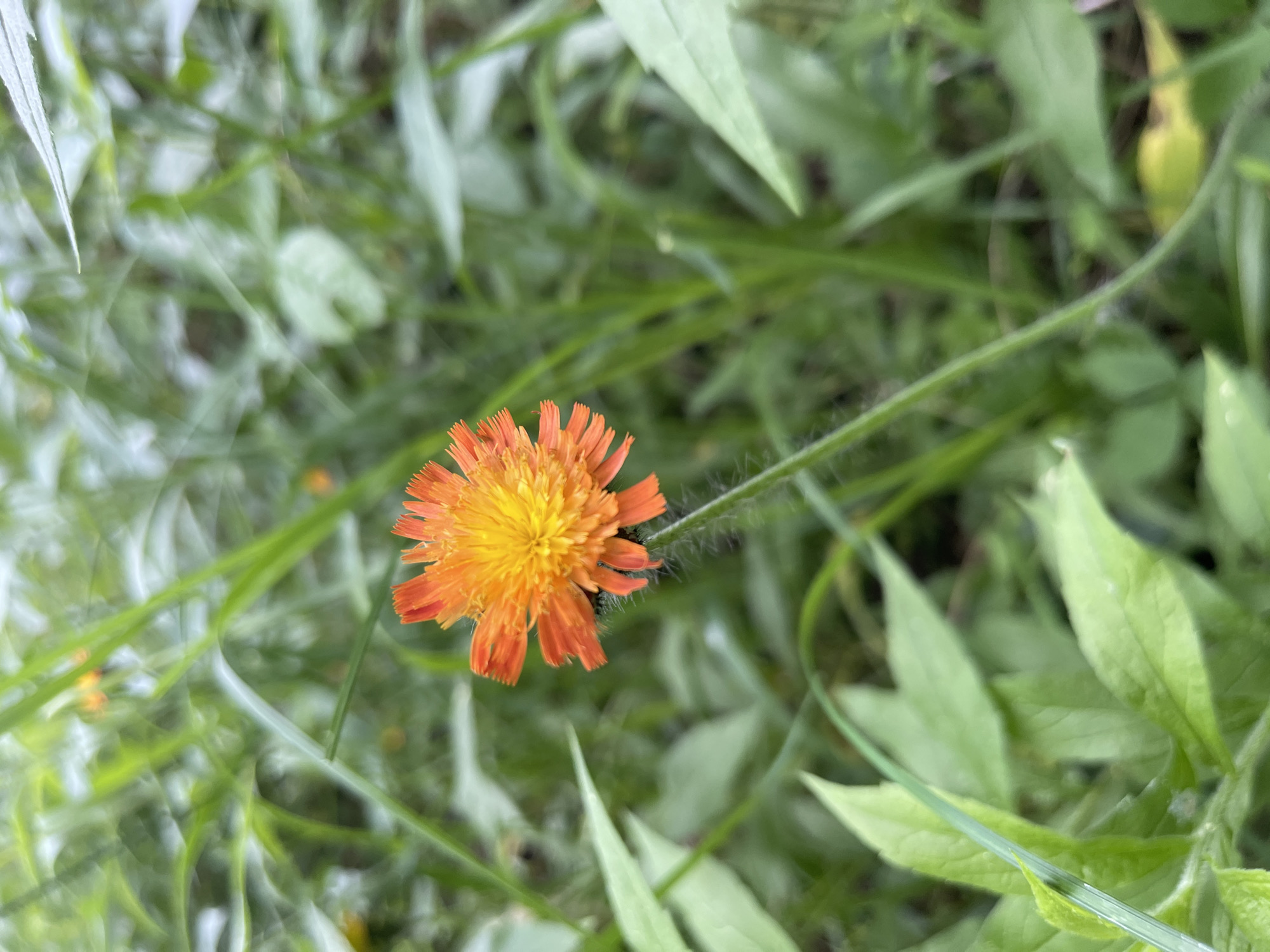 An orange and yellow flower with fuzzy green stem is in focus against a blurred background of green foliage. The flower is in the foreground, with its petals spread open. The stem is thin and has fine hairs. The background is a soft blur of green leaves and grass, suggesting an outdoor natural setting. The image was taken in Greig, United States.