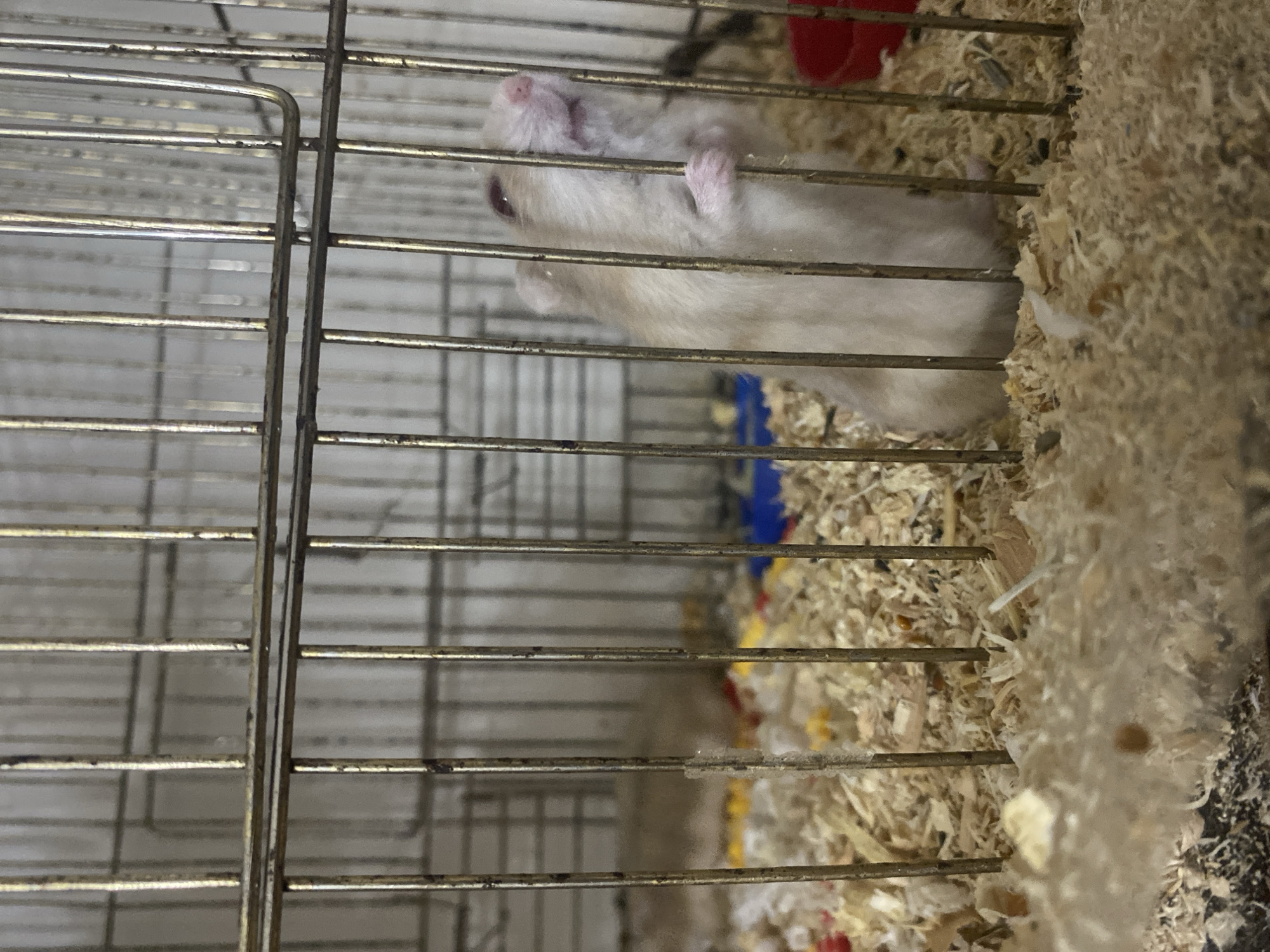 A light-colored hamster is climbing on the bars of a cage filled with wood shavings. The hamster's paws are visible as it grips a vertical bar, and its face is turned upwards, with its mouth slightly open. In the background, more of the cage and a red bowl are visible. The image is taken from a medium close-up perspective, focusing on the hamster and the cage. There are no people or indications of a specific city.