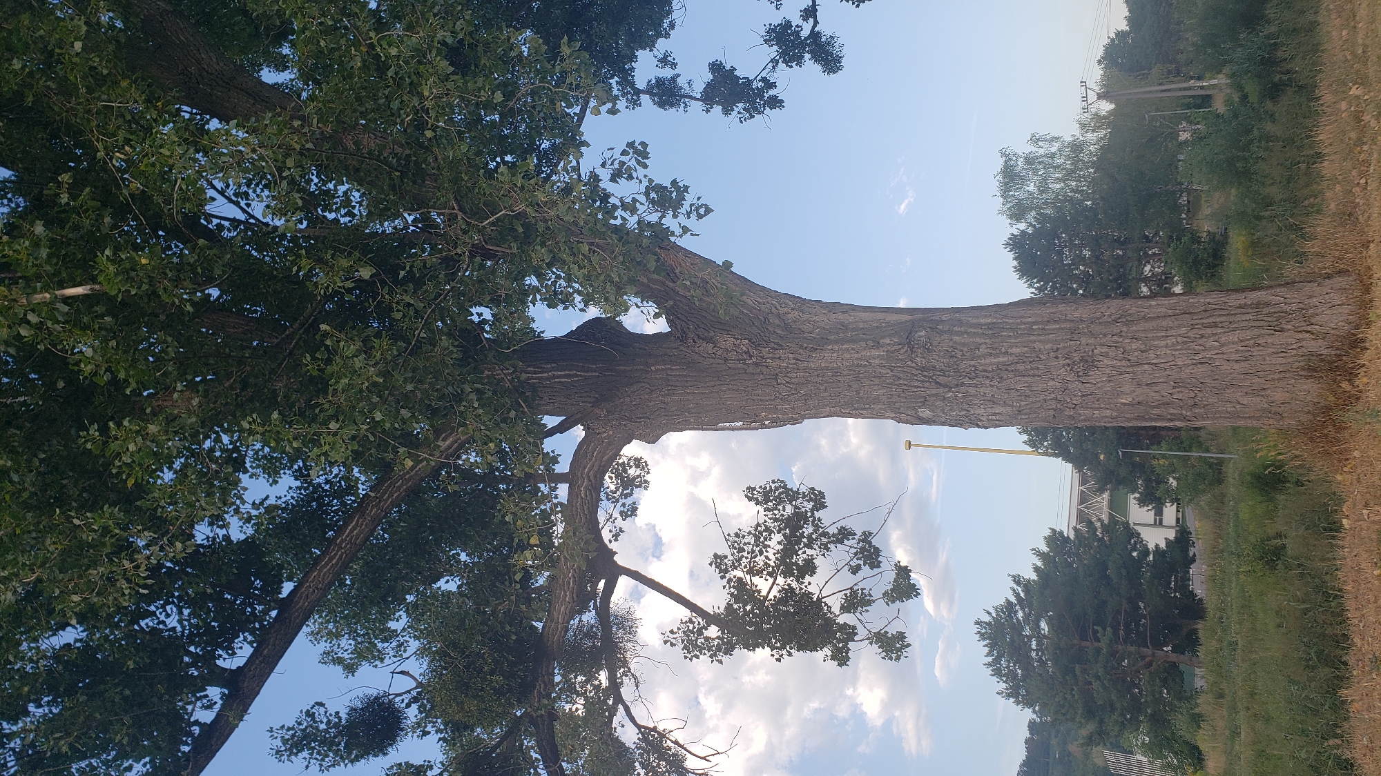 The image shows a large, mature tree with a thick, textured trunk and a wide canopy of green leaves against a bright blue sky with scattered white clouds. The tree's branches extend outwards, some of them bare, others covered in foliage. In the background, there is a landscape with a grassy area in the foreground, followed by a line of trees and bushes. Further in the distance, a modern structure, possibly a stadium or a large building with a green roof and white supports, is visible. A tall, yellow pole stands to the left of the tree. The overall scene suggests an outdoor, semi-urban or suburban environment. The location is identified as Prešov, Slovakia.