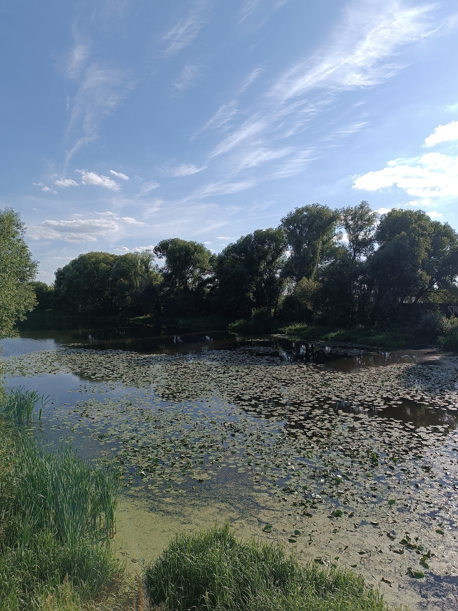 This is a photograph of a tranquil natural scene featuring a body of water covered with lily pads and surrounded by lush greenery and trees. The sky above is a clear blue with wispy white clouds, suggesting a pleasant day. The foreground shows tall green grass and reeds along the edge of the water. The middle ground is dominated by the dark water reflecting the sky and trees, with a dense carpet of lily pads. The background consists of a line of dense, mature trees with dark green foliage, creating a natural barrier. There are no people or specific landmarks identifiable in the image. The overall impression is one of natural beauty and serenity.
This scene is located in the city of Zhukovsky, Russia, specifically at the Turchikha Pond, which is a well-known natural area within the city.