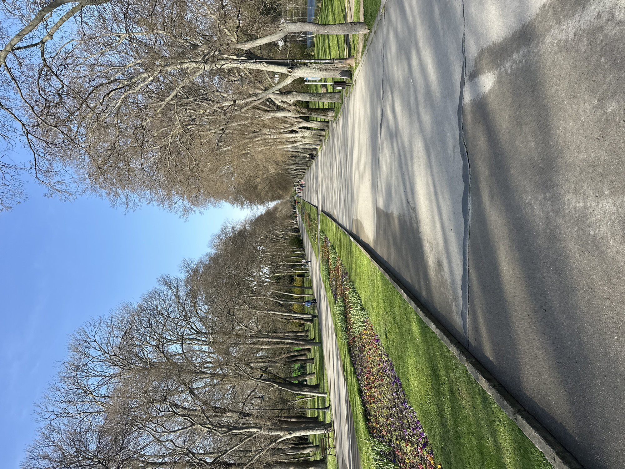 The image depicts a long, straight park avenue in Varna, Bulgaria. A paved walkway extends into the distance, flanked on both sides by rows of mature, bare-branched trees. One side of the walkway is bordered by a narrow strip of grass and a colorful flowerbed. The other side is bordered by a wider grassy area. The sky is clear and blue. There are a few distant figures on the walkway. The image suggests a late winter or early spring season.