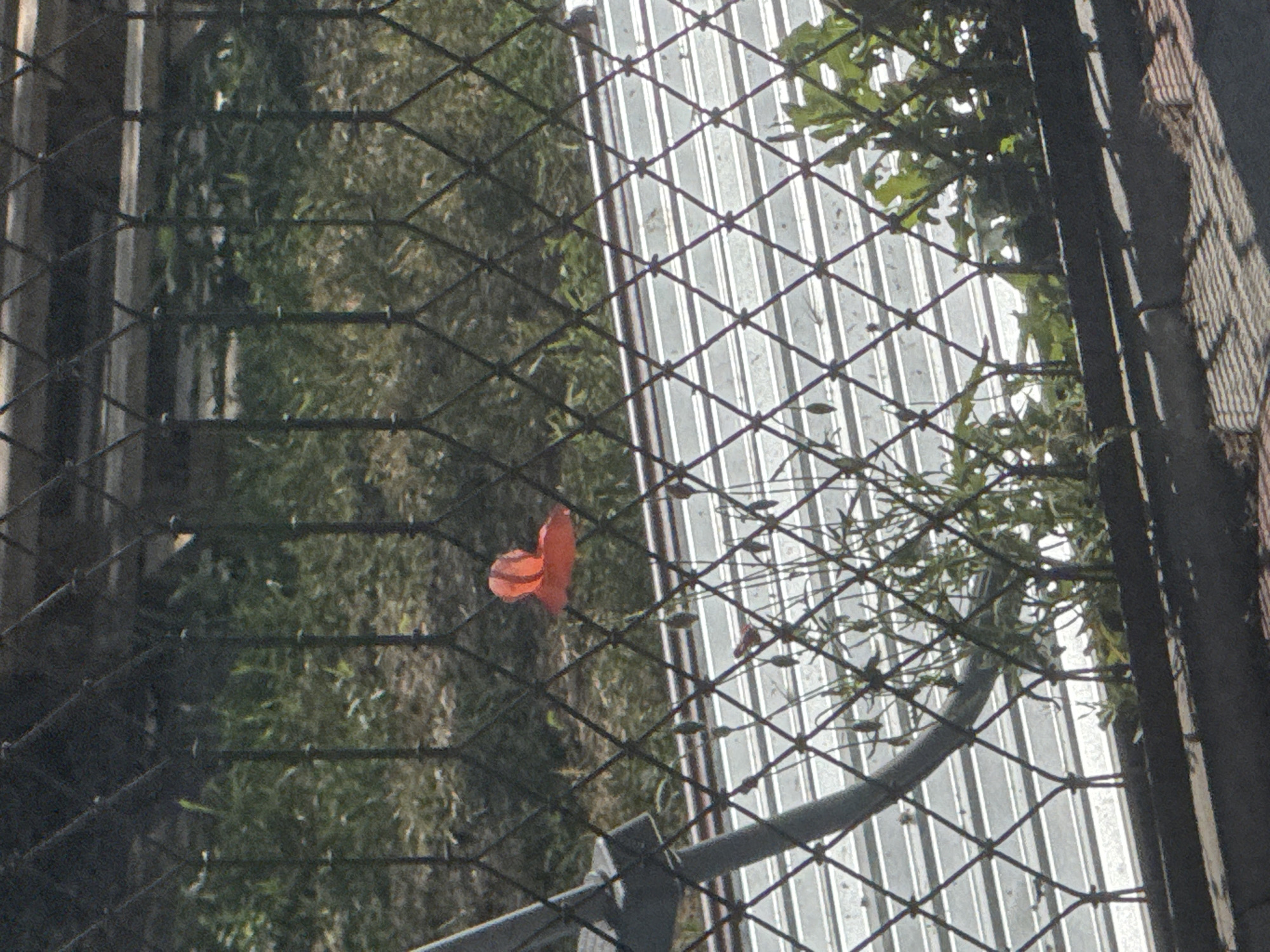 The image depicts a single bright red poppy flower seen through a diamond-patterned metal fence. The poppy is in focus and is positioned in the upper-middle section of the frame. Behind the flower, a grassy area with some dry patches is visible, suggesting an outdoor environment. In the foreground and middle ground, the fence is prominent, with its diamond shapes creating a repeating pattern. Below the fence, a corrugated metal surface is visible, and to the right of this, some green foliage of plants is present. A diagonal grey metal pole is also visible on the left side of the image, intersecting the fence. The scene appears to be in an urban or suburban setting, possibly a yard or a public space in Bohunove, Ukraine, given the context. There are no people or animals visible in the image. The lighting suggests it is daytime, with shadows cast on the ground in the lower part of the image.