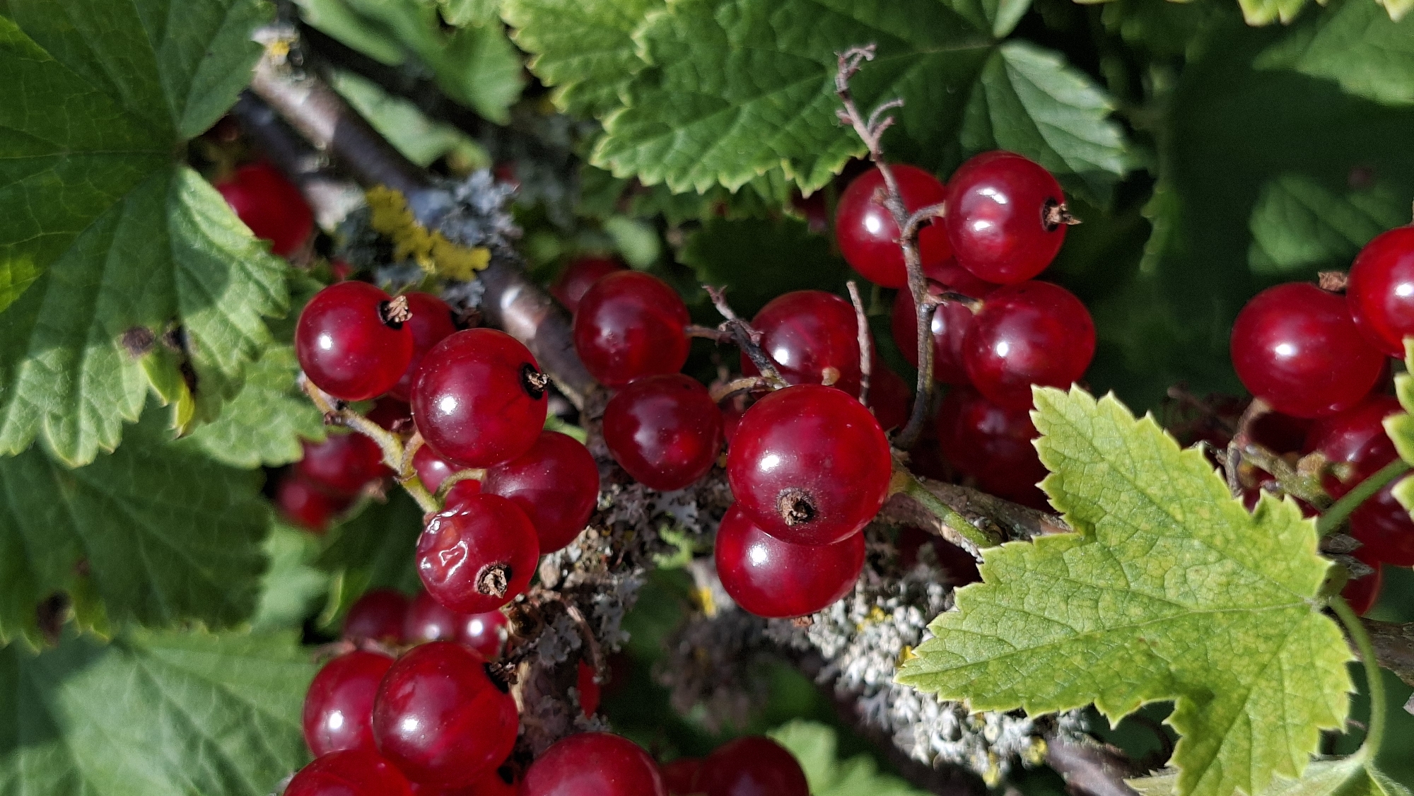 A close-up shot captures a cluster of bright red currants hanging from a bush, interspersed with green leaves. The berries are small, round, and glossy, with some appearing slightly translucent. They are attached to thin, brown stems, forming a delicate cascade. The background is a blur of green foliage and hints of gray, textured bark, suggesting an outdoor setting in a natural environment. The lighting is bright, highlighting the vibrant color of the currants and casting subtle shadows. The image appears to be taken in a garden or a wooded area, with no people or man-made structures visible. It is not possible to determine the precise location in Сваткаўскі сельскі Савет, Belarus from the visual information provided.