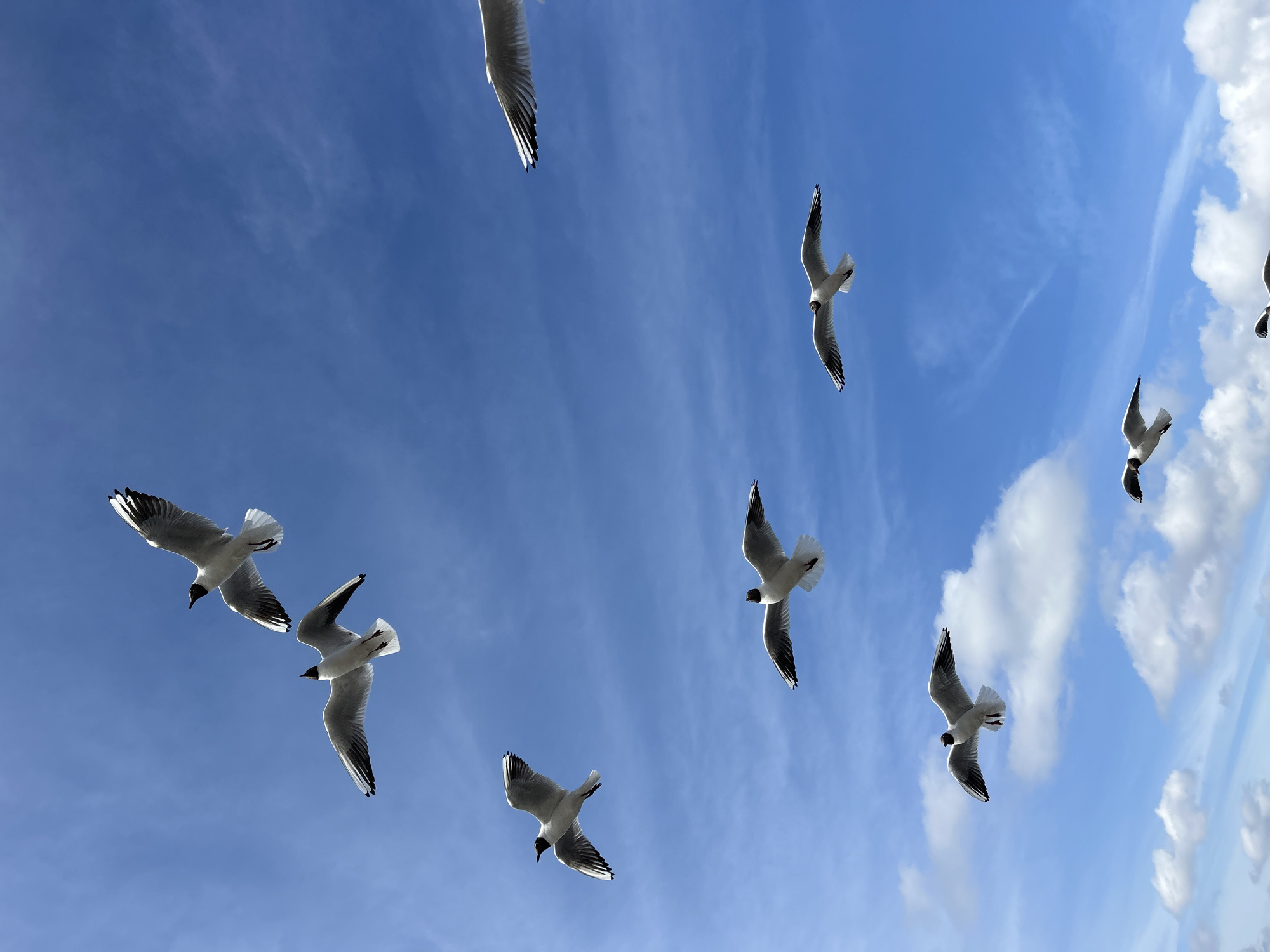 Eight seagulls are captured in flight against a bright blue sky with scattered white clouds. The birds, predominantly white with black wingtips and dark heads, are positioned at various heights and angles, wings spread as they navigate the open air. The image appears to be taken from a low-angle perspective looking upwards. There are no discernible landmarks or indications of a specific urban location; therefore, the city and country remain unknown. The overall scene depicts a natural moment of wildlife in motion against a serene sky.