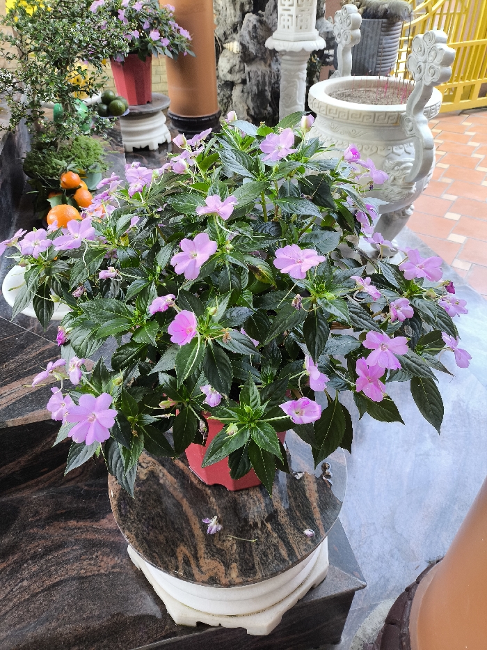 The image presents an outdoor decorative arrangement, centered on a lush potted plant with numerous light pink, five-petaled flowers and dark green, ovate leaves. The plant is contained within a red, multi-faceted pot, which rests on a circular, polished dark brown and black granite slab. This slab is supported by a white, layered, cylindrical base, all situated on a larger dark granite surface.
To the immediate left and slightly behind the main plant, a smaller green plant bearing multiple small orange fruits (resembling kumquats) is visible in a white pot, accompanied by a cluster of green spherical fruits on a white pedestal. Further left and to the rear, another red pot with pink flowers sits on a white stand, and a larger green, bushy plant is partially visible. The background on the left consists of a dark, textured stone wall.
To the right of the central plant, a prominent, ornate white stone incense burner, intricately carved and containing multiple thin red incense sticks, is visible. Behind it, a yellow metal gate or railing and terracotta-colored square floor tiles are discernible. Between the incense burner and the left background elements, a white carved stone pillar or lantern stand with geometric designs is present. A reddish-brown cylindrical object is partially visible behind the main plant on the right side. The scene is devoid of people and is located in Thành phố Quảng Ngãi, Vietnam.
