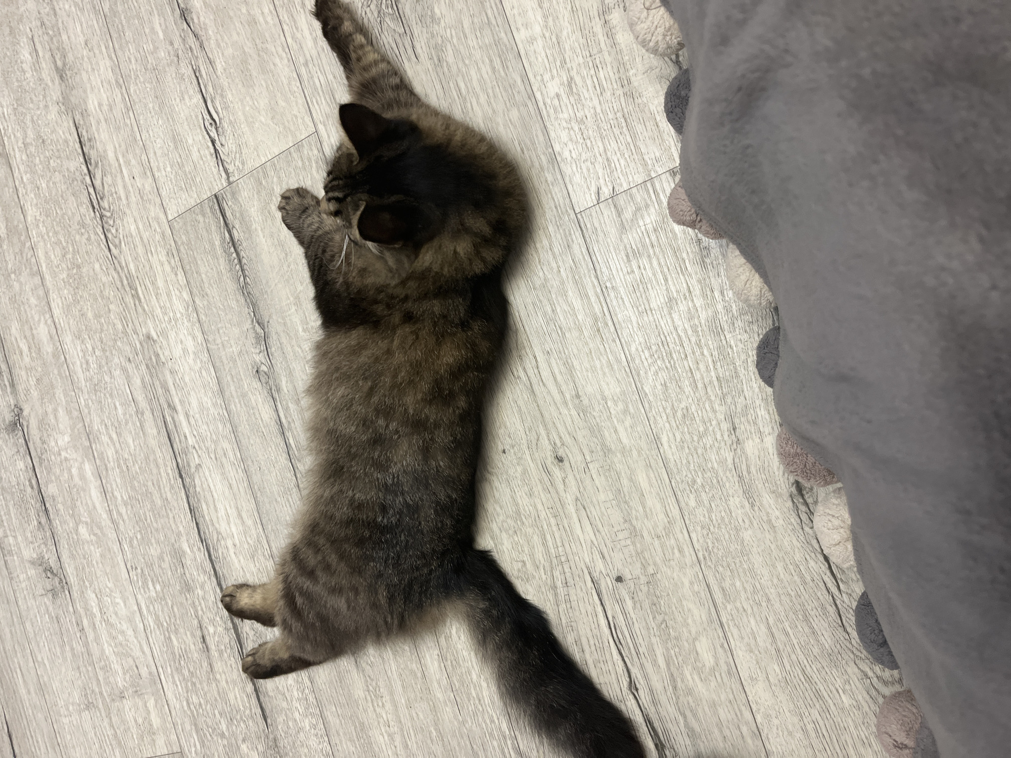 A medium shot captures a tabby cat lying on its side on a light-colored wooden floor. The cat is positioned diagonally across the frame, with its head facing towards the bottom right and its tail extending towards the top left. Its fur is a mix of brown, black, and grey tabby markings. The cat's front paws are extended, and one back leg is bent. In the foreground, a portion of a grey blanket with a textured pom-pom trim is visible. The background consists of the wooden floorboards. The image does not contain any information or context related to the city of Krasnyye Barrikady, Russia.