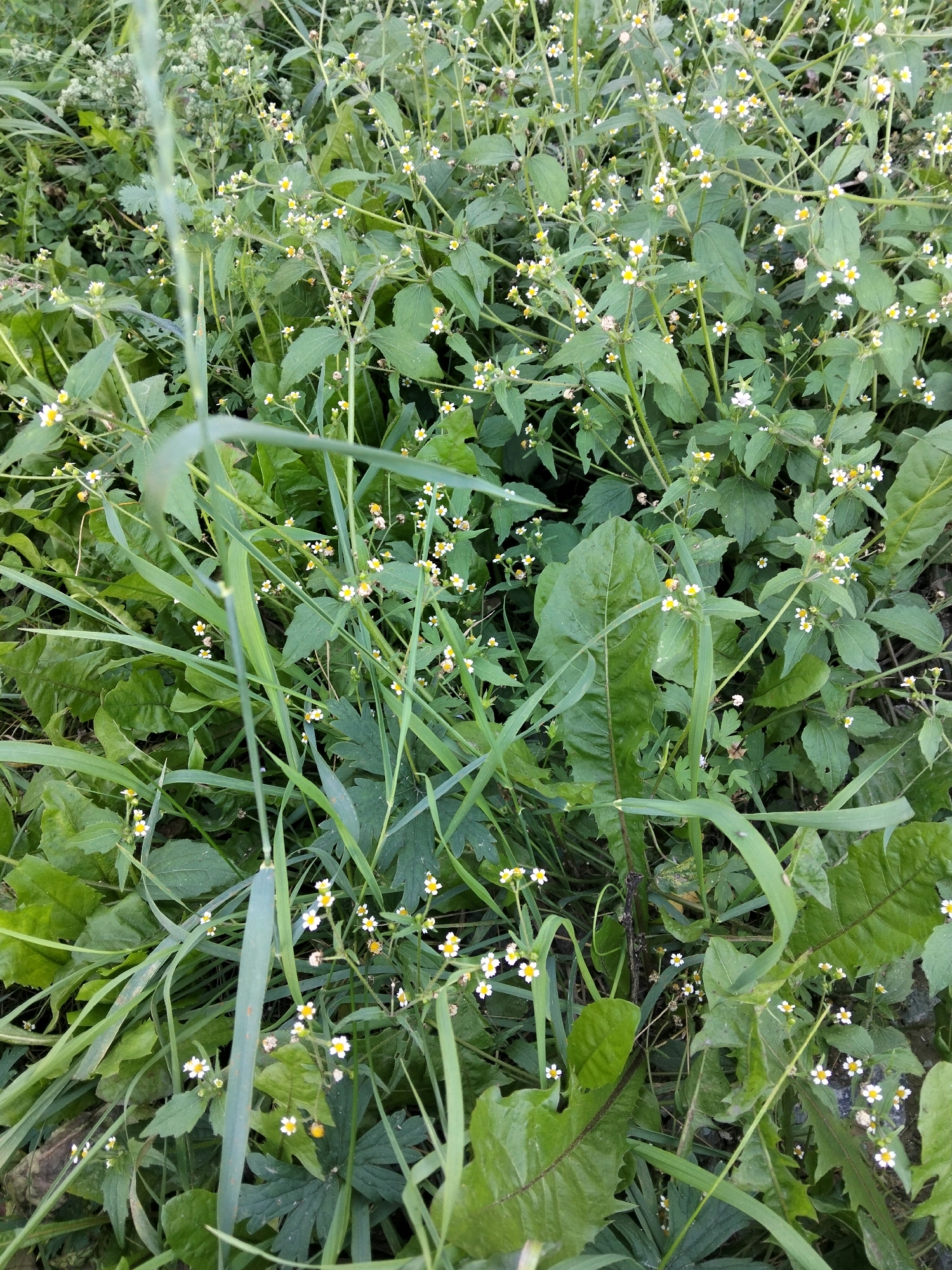 The image displays a dense patch of greenery with numerous small white flowers, each possessing yellow centers, scattered throughout. These flowers are interspersed with various types of leaves, including broad, dark green ones and slender, blade-like grass. The scene appears to be outdoors, with the foliage suggesting a natural or overgrown setting. There are no visible signs of human presence or activity. The lighting indicates it is daytime, and the overall impression is one of a wild, uncultivated area. The image does not provide any contextual information that would allow for the identification of a specific location within the city of Omsk, Russia, or any other geographical area.